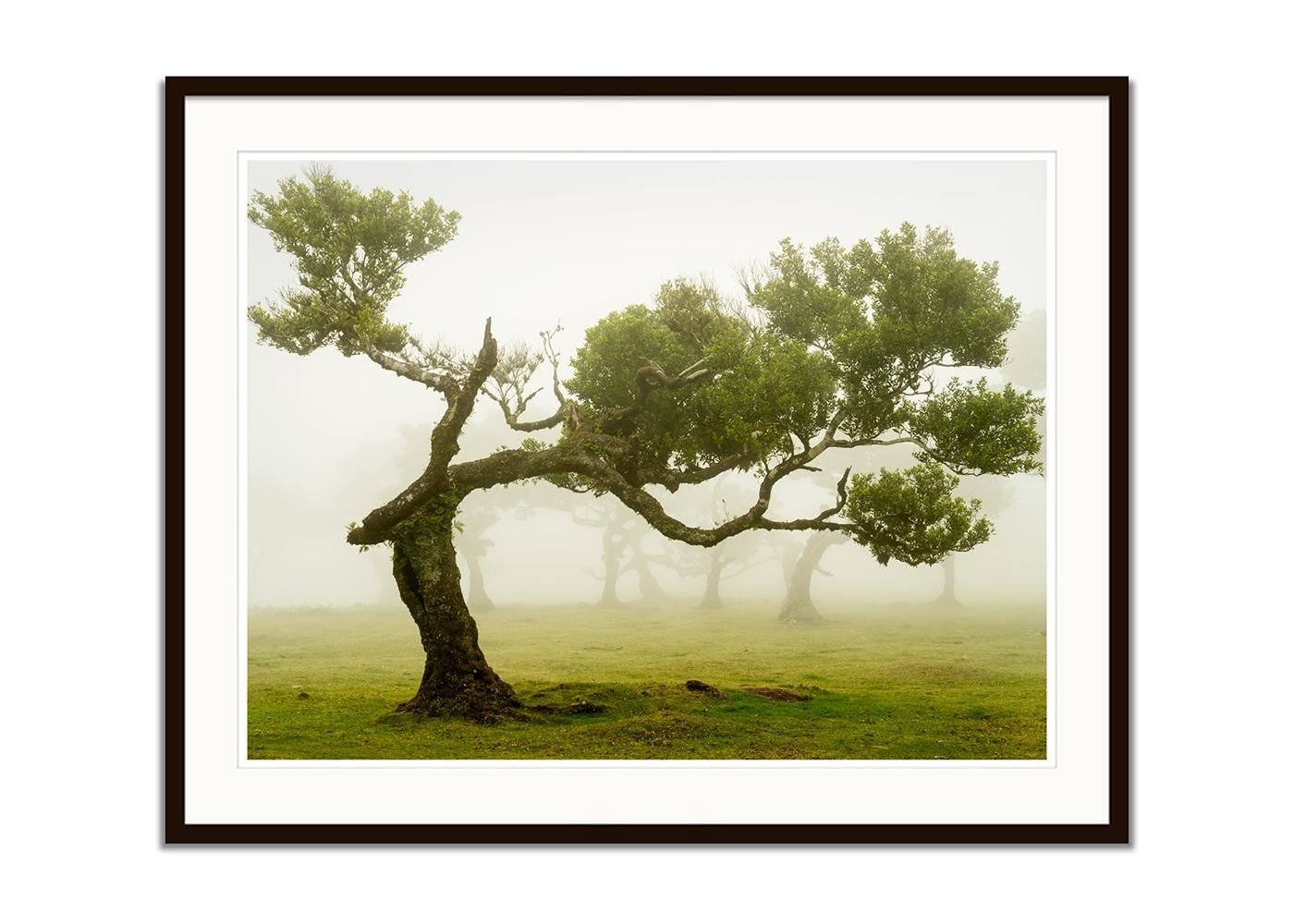 Laurel Forest, Bent Tree, große Farbfotografie, Landschaft, limitierte Auflage (Beige), Color Photograph, von Gerald Berghammer