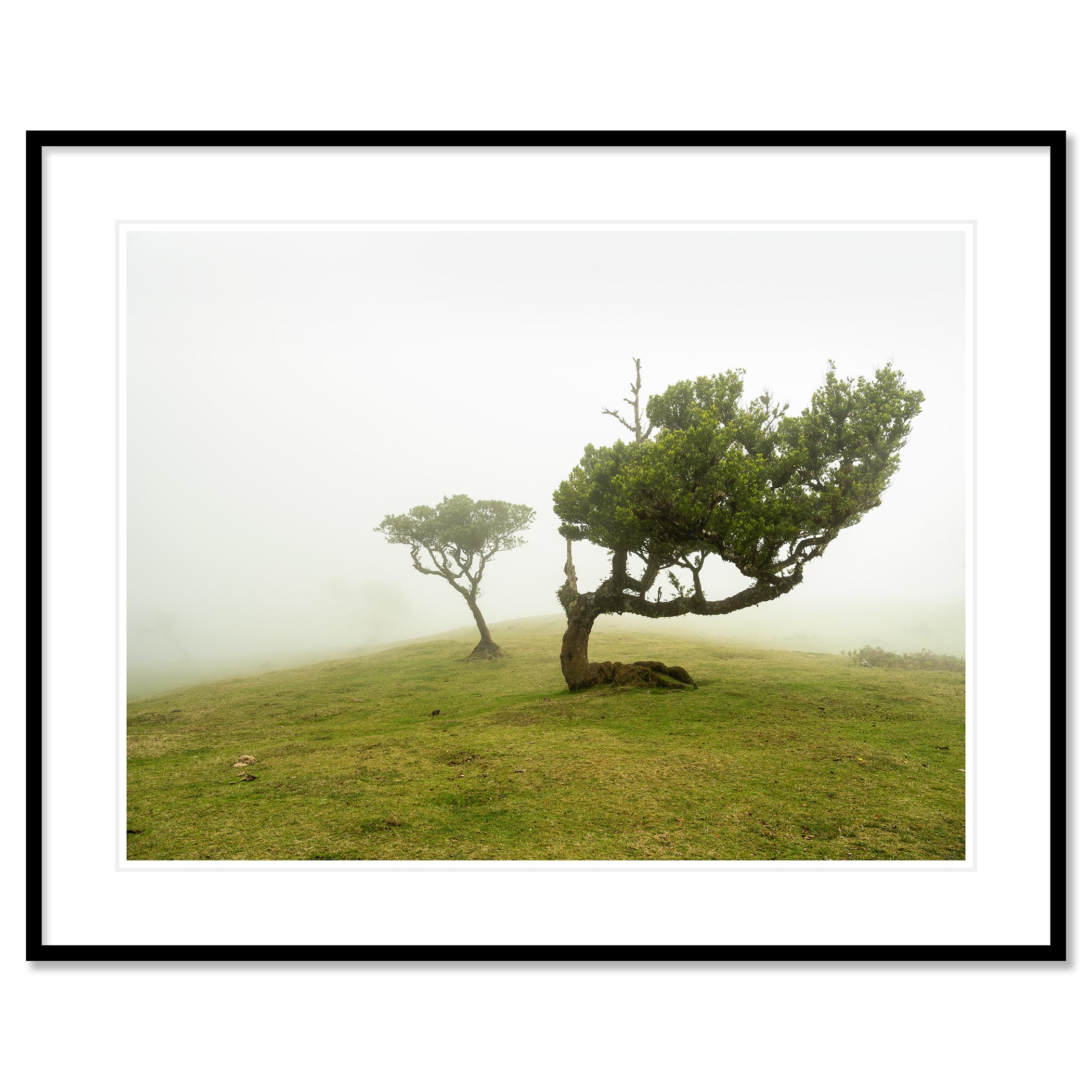 Laurel Forest Study 3, Portugal - no. 21275
Archival pigment ink print - edition of 8. Prints are made to order on Hahnemuehle Photo Rag Baryta. Each print is stamped on the back and signed and numbered by Gerald Berghammer, and accompanied by a
