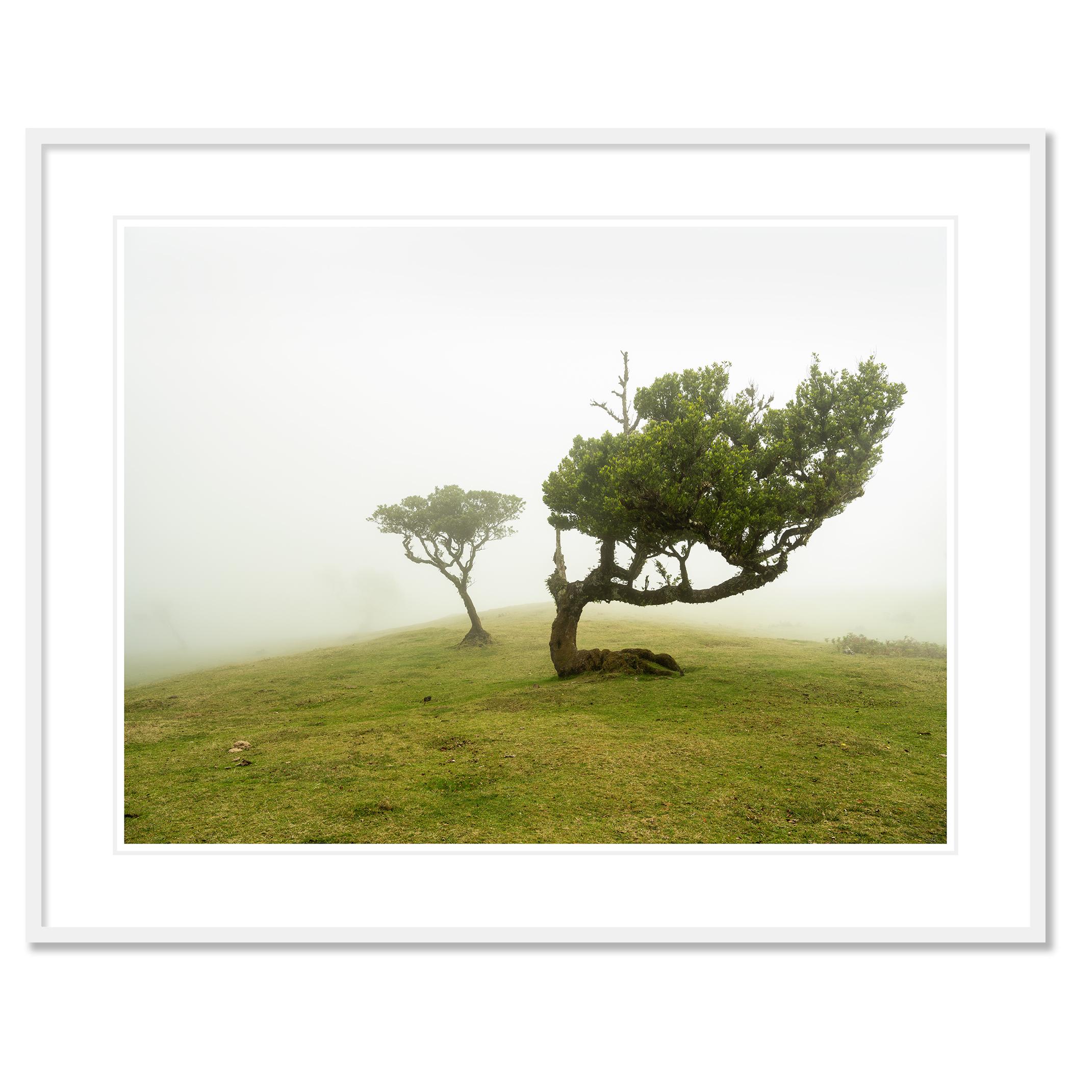 Laurel Forest two Old Trees large color minimalism For Sale 1