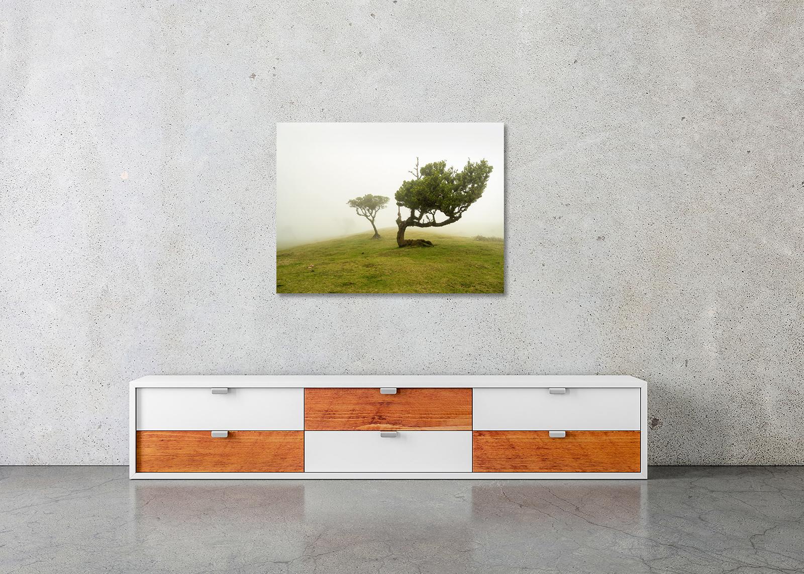 Laurel Forest, Bent Tree, große Farbfotografie, Landschaft, limitierte Auflage im Angebot 2