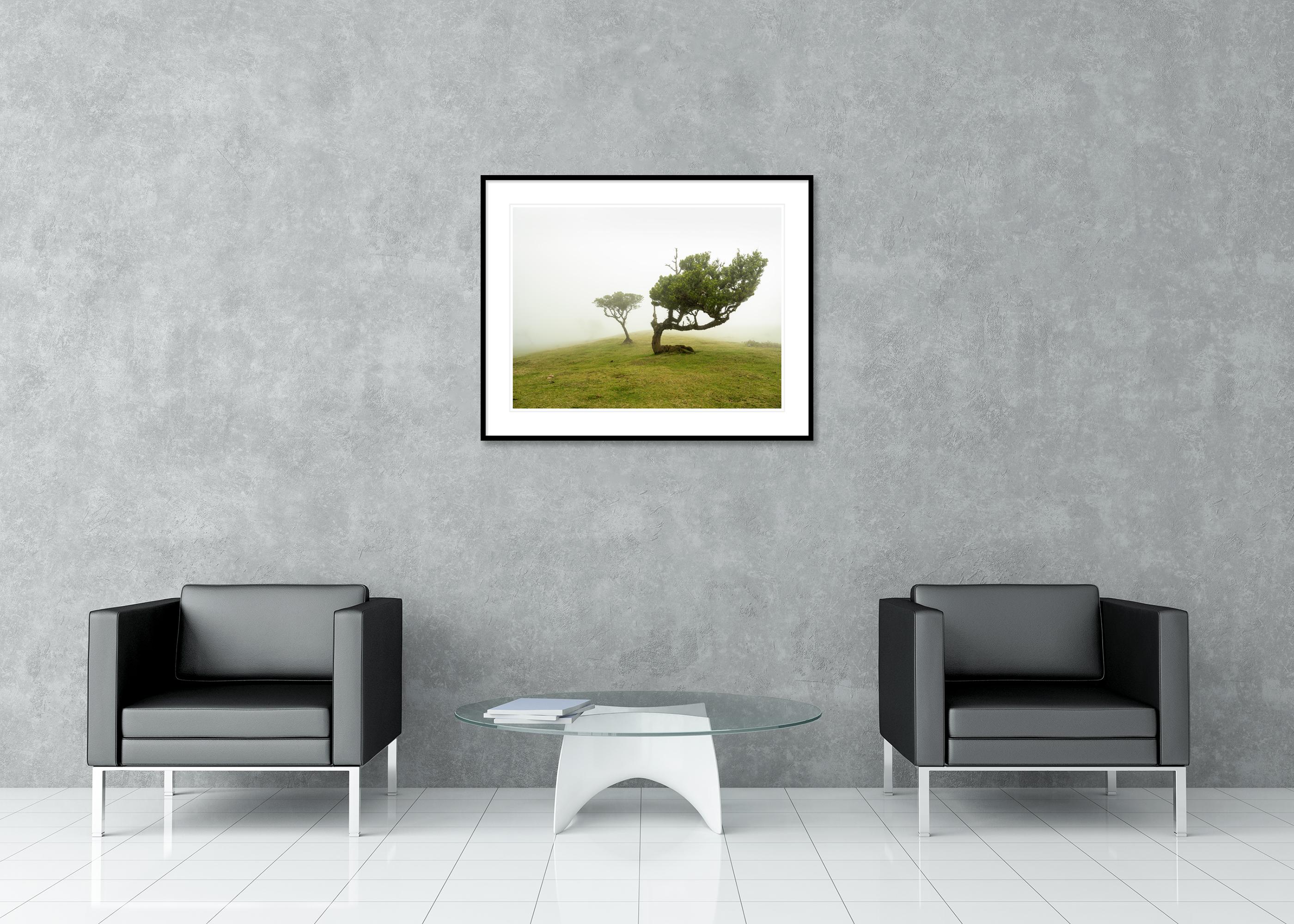 Laurel Forest two Old Trees large color minimalism For Sale 2