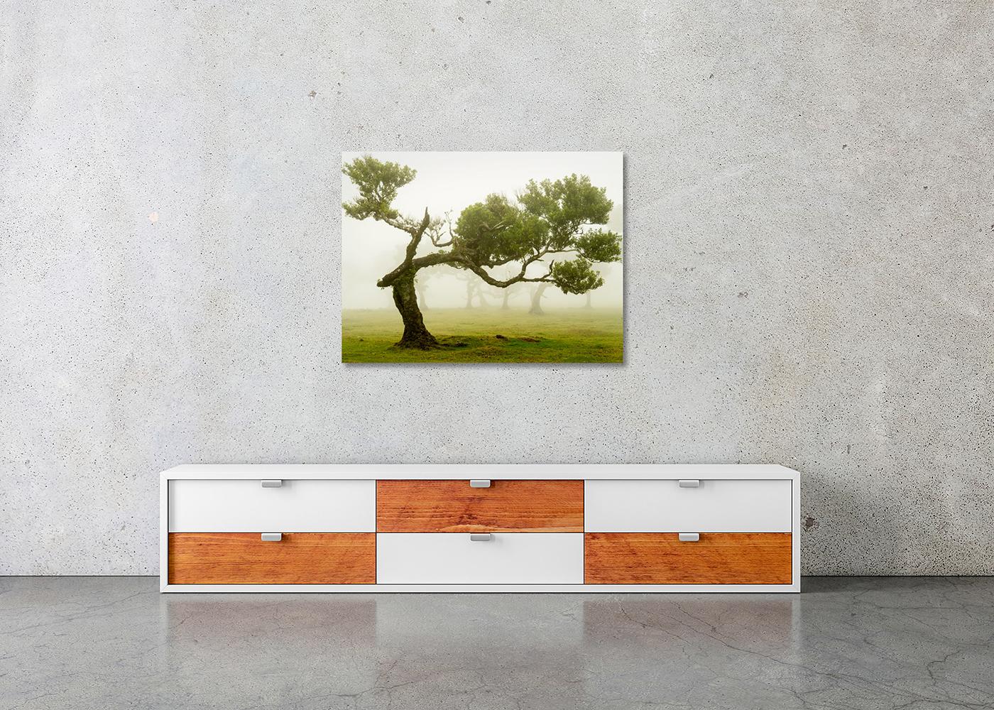 Laurel Forest, Bent Tree, große Farbfotografie, Landschaft, limitierte Auflage im Angebot 2