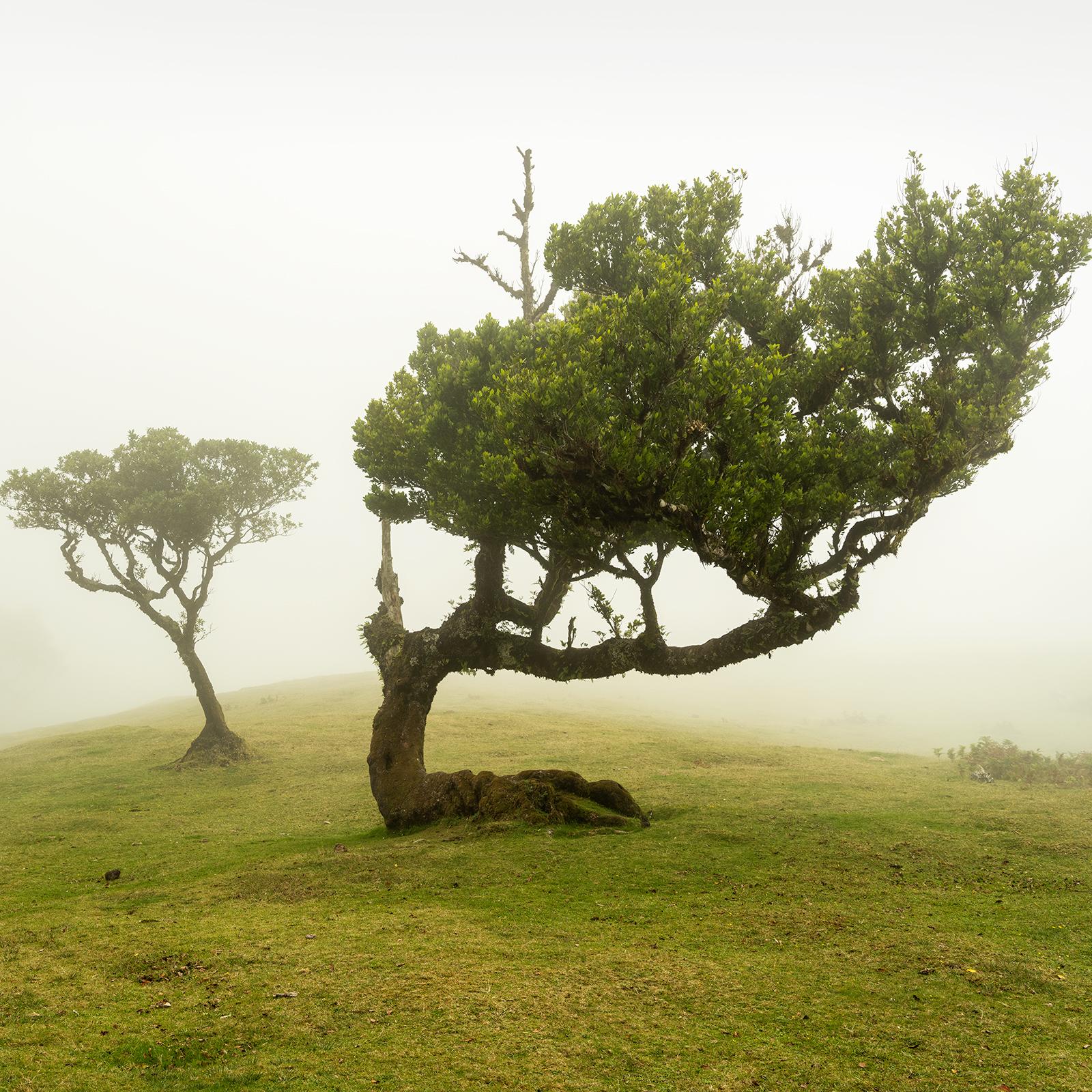 Laurel Forest, Bent Tree, große Farbfotografie, Landschaft, limitierte Auflage im Angebot 3