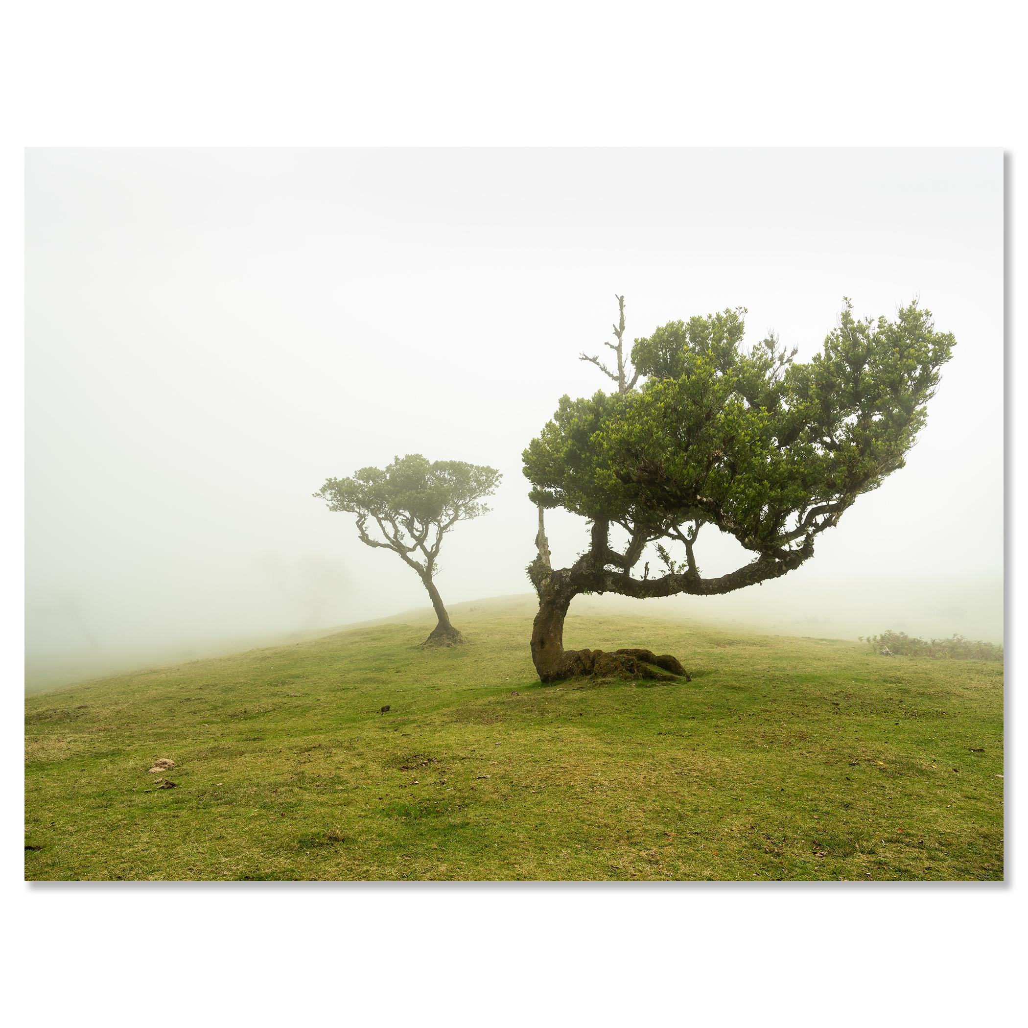 Laurel Forest two Old Trees large color minimalism For Sale 3