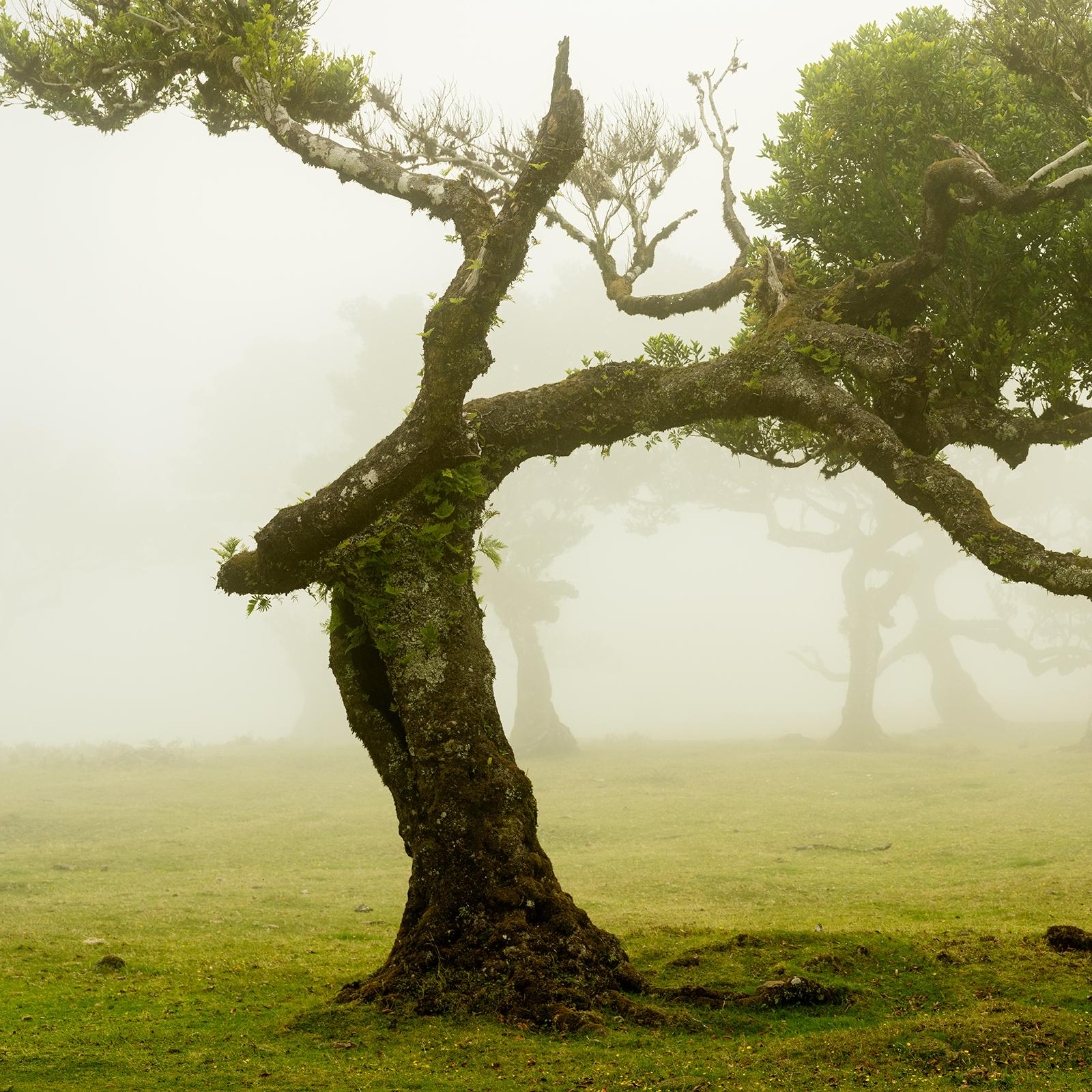Laurel Forest, Bent Tree, große Farbfotografie, Landschaft, limitierte Auflage im Angebot 3