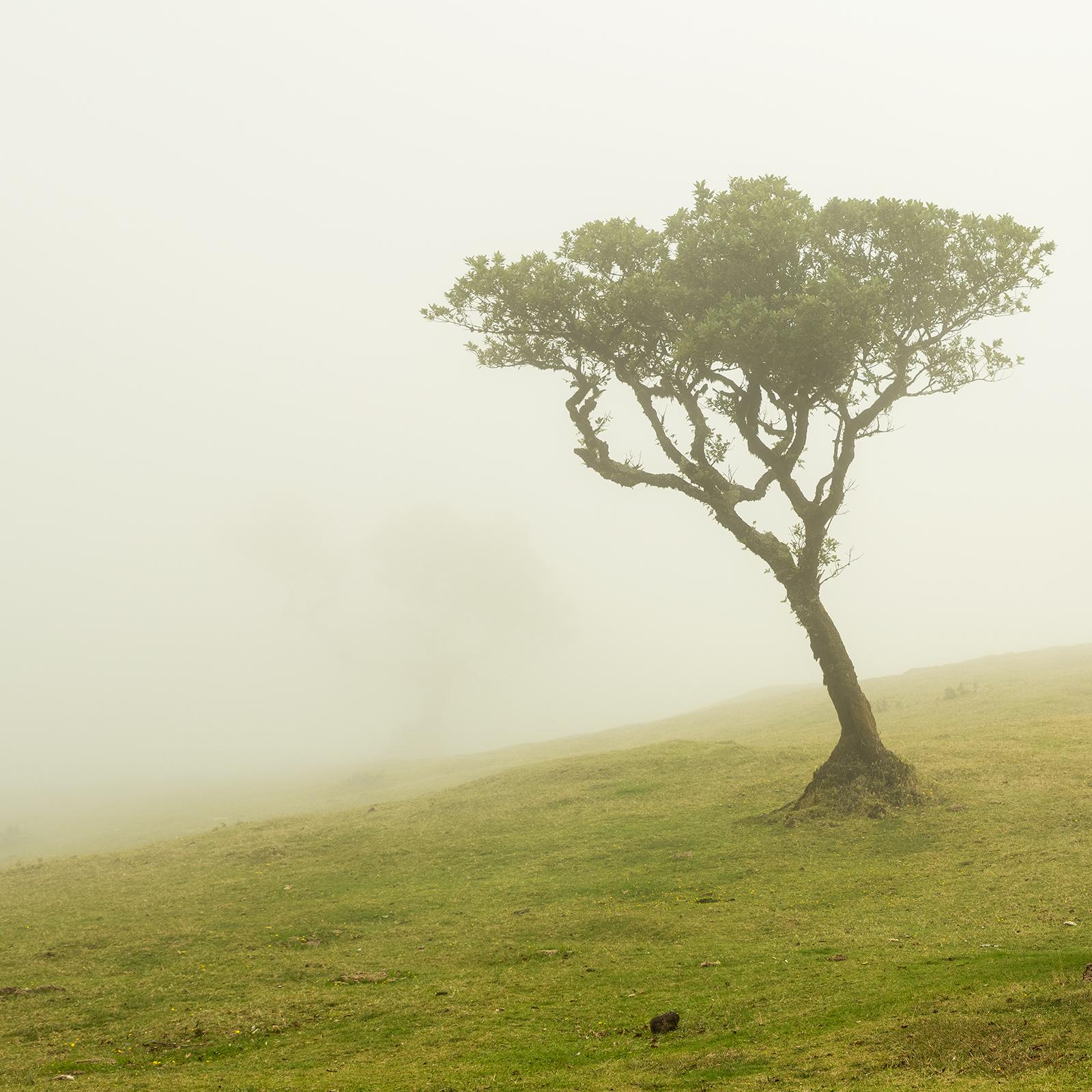 Laurel Forest, Bent Tree, große Farbfotografie, Landschaft, limitierte Auflage im Angebot 4
