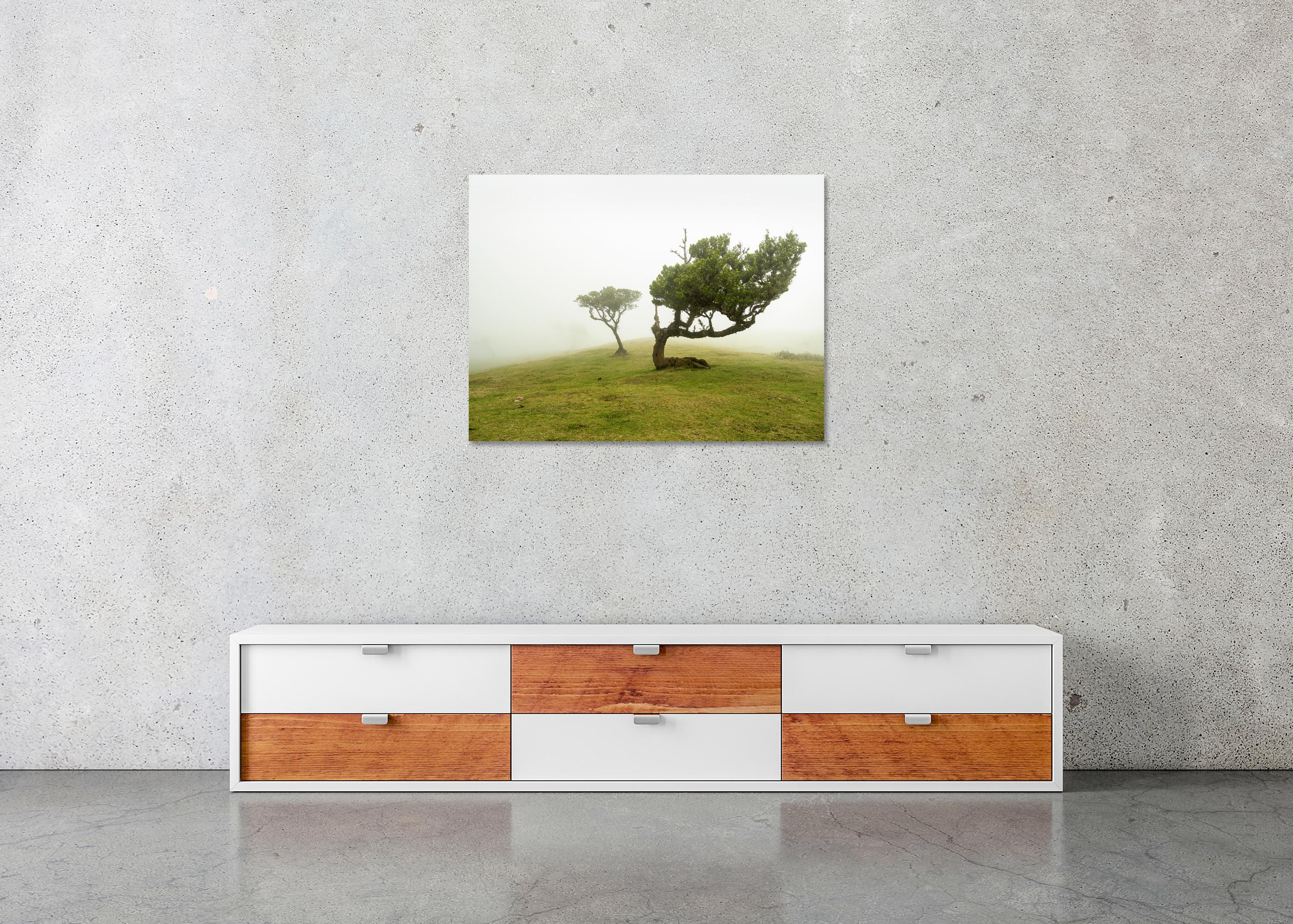 Laurel Forest two Old Trees large color minimalism For Sale 4