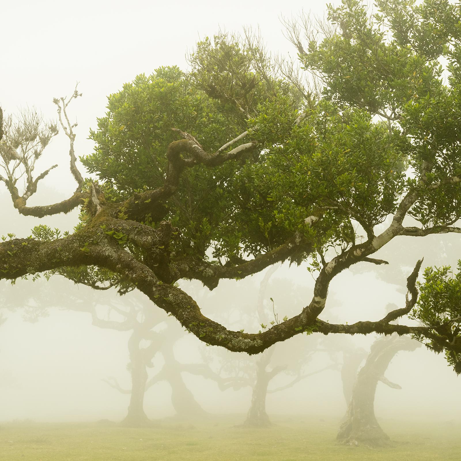Laurel Forest, Bent Tree, große Farbfotografie, Landschaft, limitierte Auflage im Angebot 4