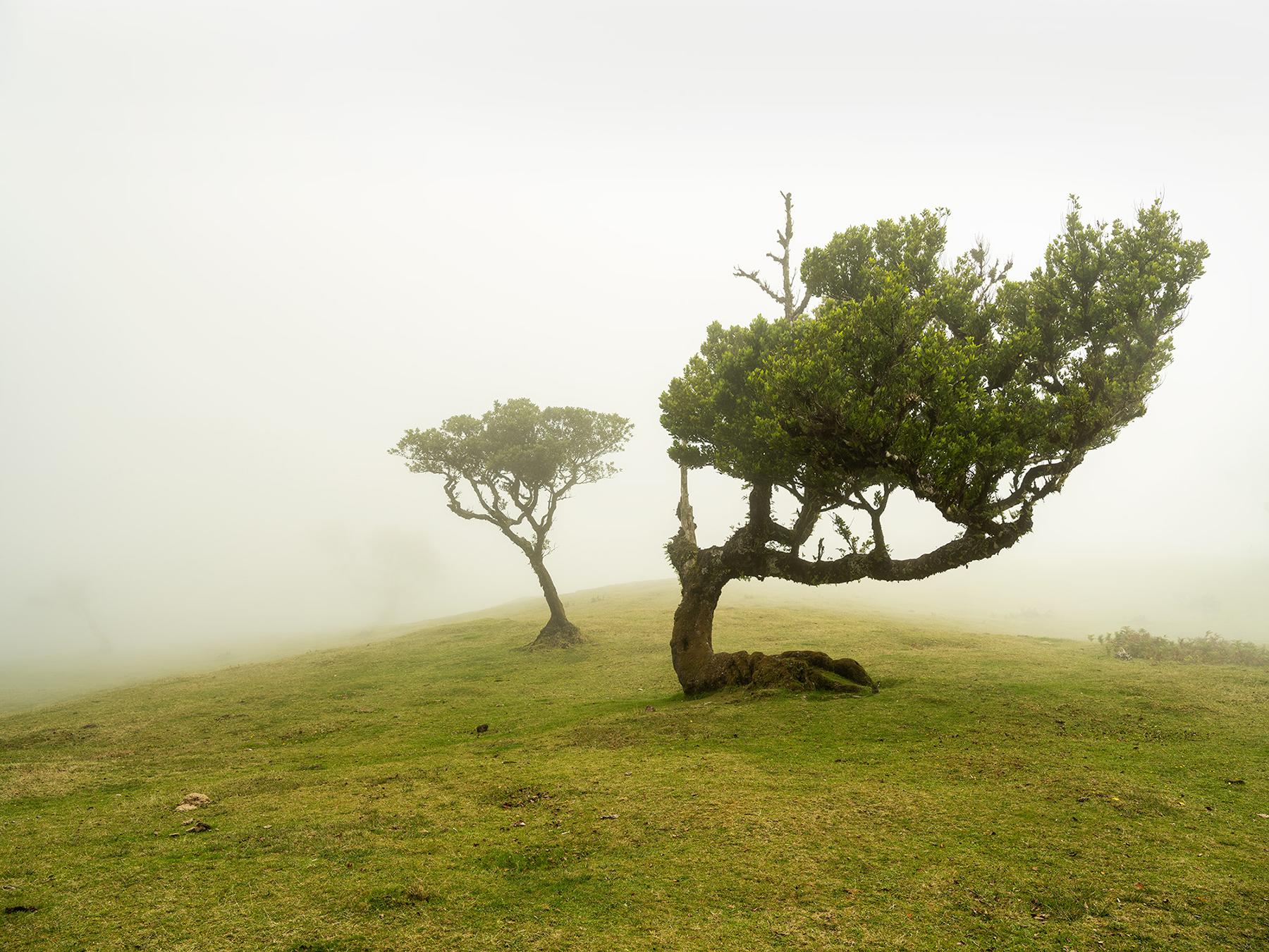 Gerald Berghammer Color Photograph – Laurel Forest, Bent Tree, große Farbfotografie, Landschaft, limitierte Auflage