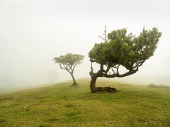 Forest Laurel, Bent Tree, grande photographie en couleur, paysage, édition limitée