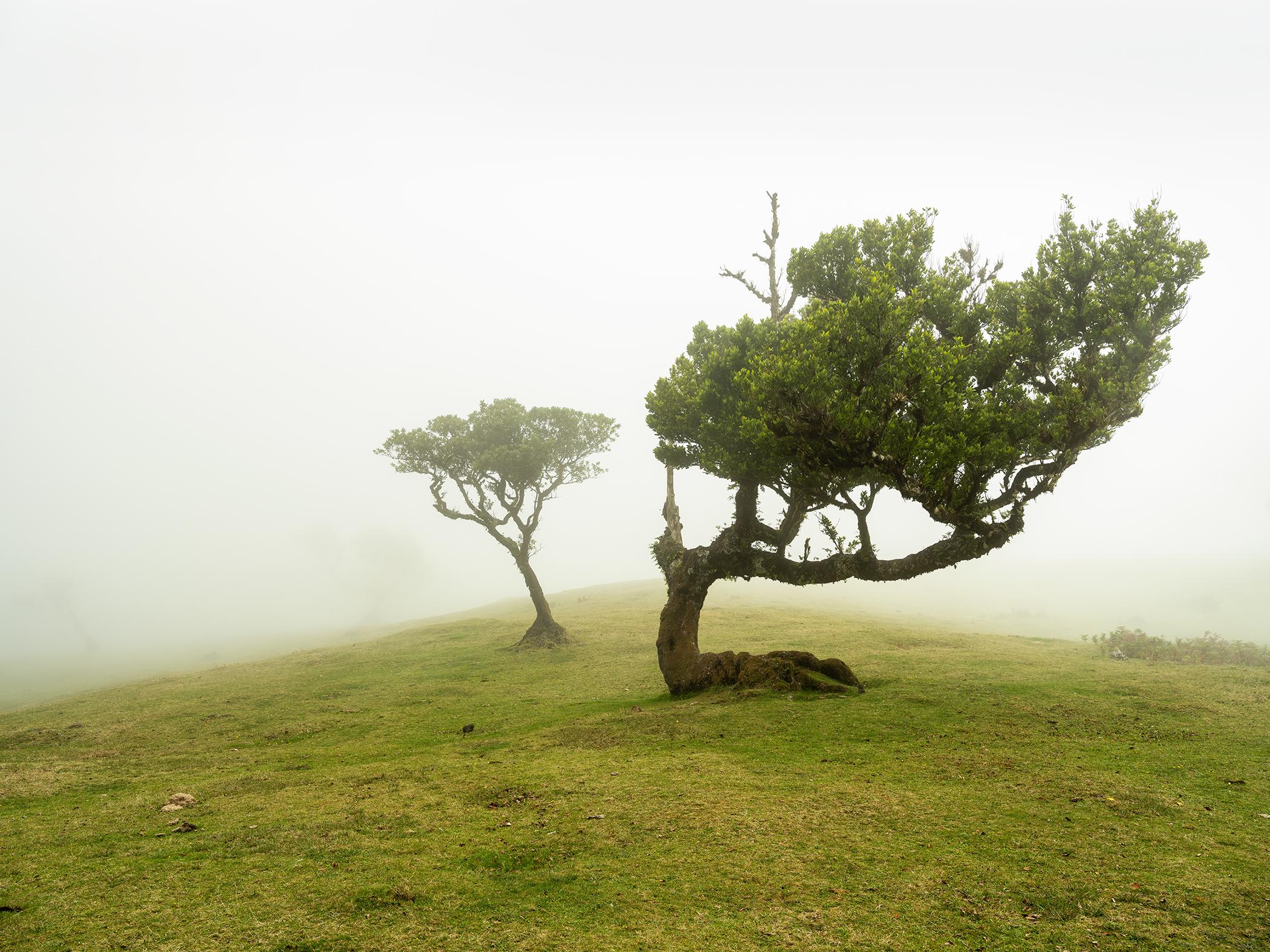 Laurel Forest two Old Trees large color minimalism