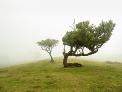 Foresta di alloro, albero piegato, fotografia a colori di grandi dimensioni, paesaggio, edizione limitata
