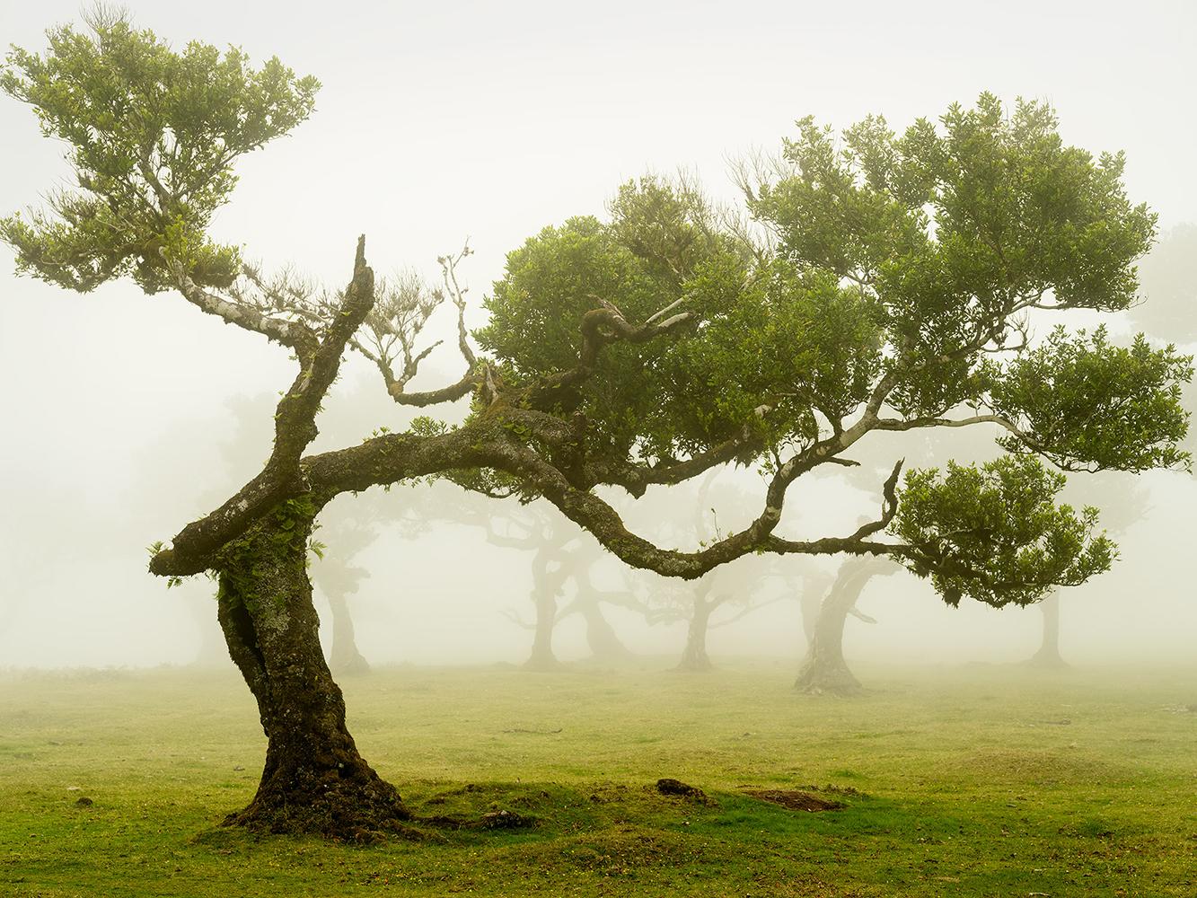 Gerald Berghammer Color Photograph – Laurel Forest, Bent Tree, große Farbfotografie, Landschaft, limitierte Auflage