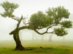 Laurel Forest - Bent Tree - large color photograph landscape - limited edition