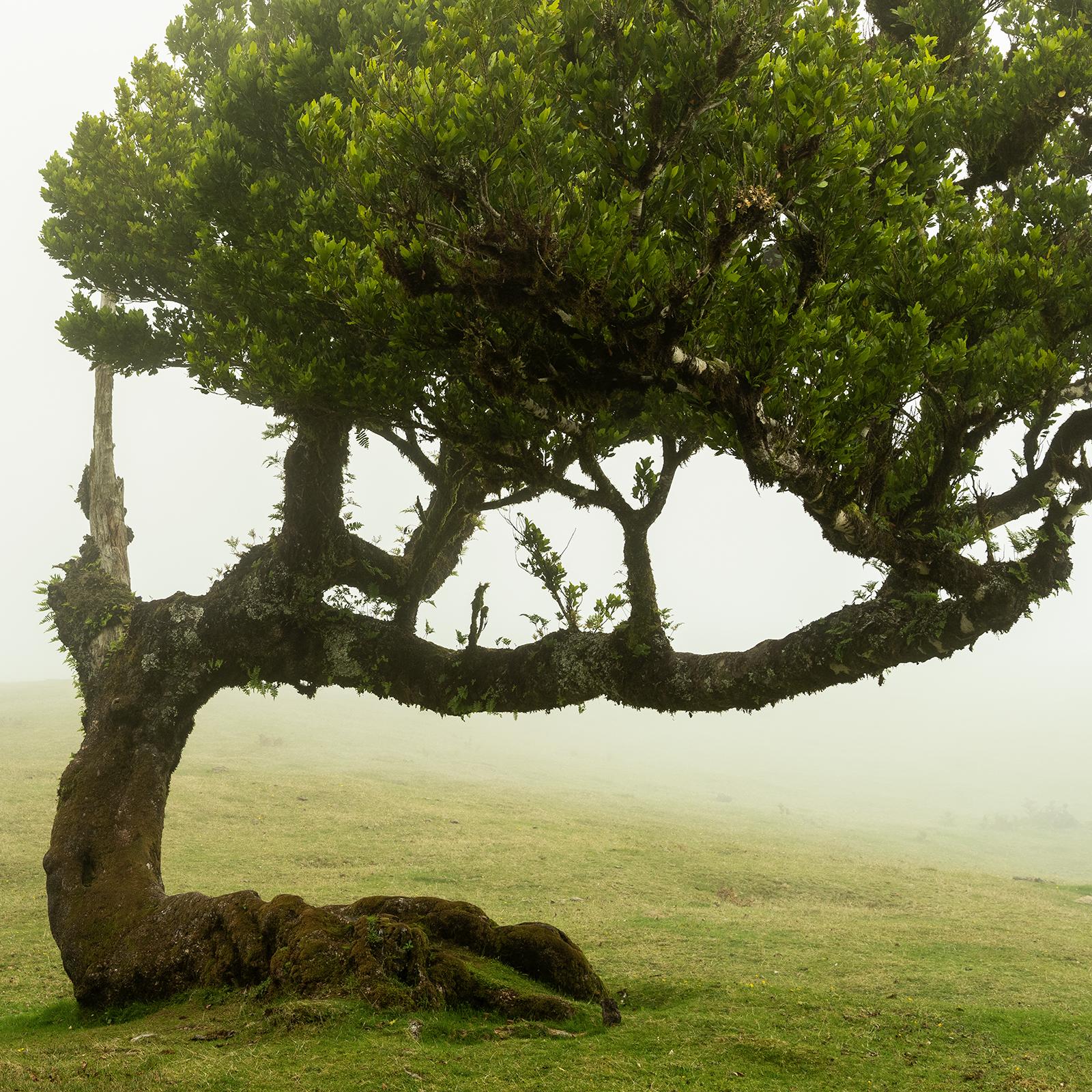 Albero piegato, fotografia su larga scala, paesaggio minimalista, stampa in edizione limitata in vendita 5