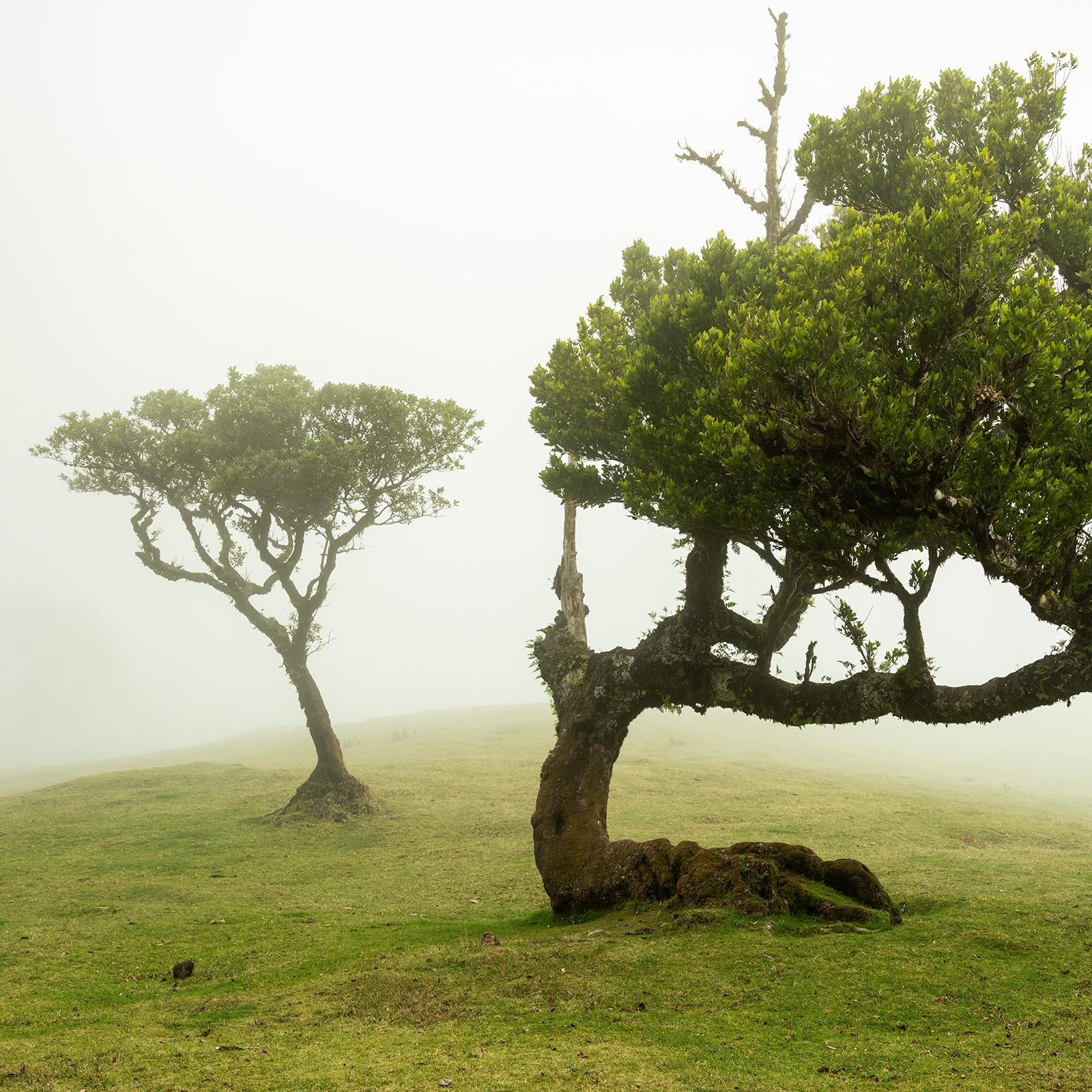 Albero piegato, fotografia su larga scala, paesaggio minimalista, stampa in edizione limitata in vendita 3