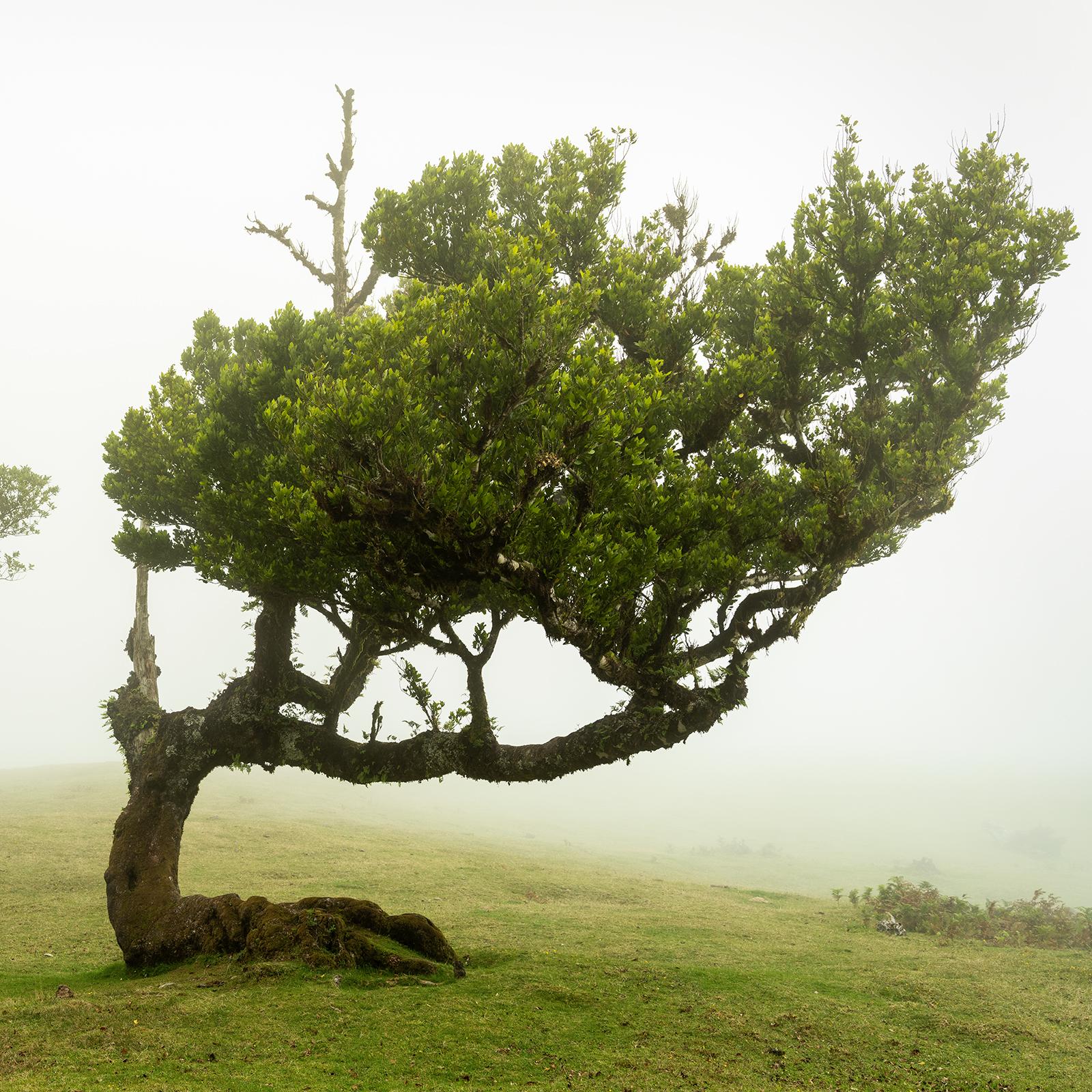 Albero piegato, fotografia su larga scala, paesaggio minimalista, stampa in edizione limitata in vendita 4