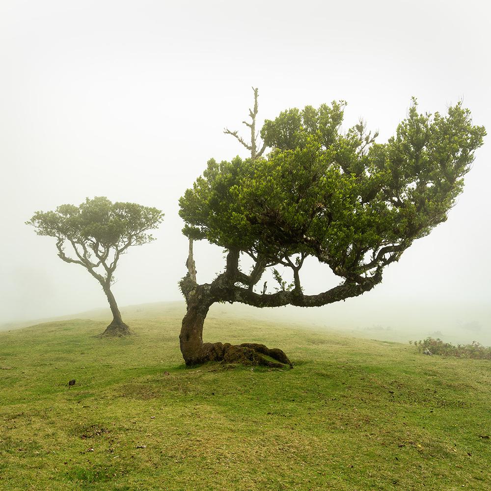 Color Photograph di Gerald Berghammer - Albero piegato, fotografia su larga scala, paesaggio minimalista, stampa in edizione limitata