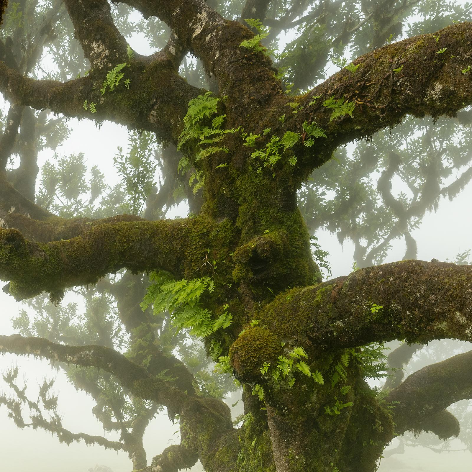 Laurel Forest, Mystik Baum, große Farbfotografie, Landschaft, limitierte Auflage im Angebot 5