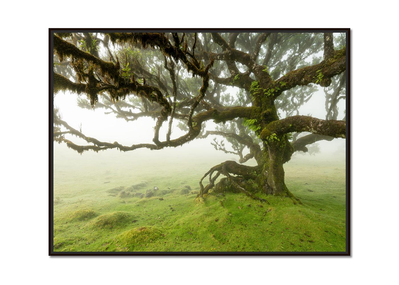 Laurel Forest, Mystik Baum, große Farbfotografie, Landschaft, limitierte Auflage – Photograph von Gerald Berghammer