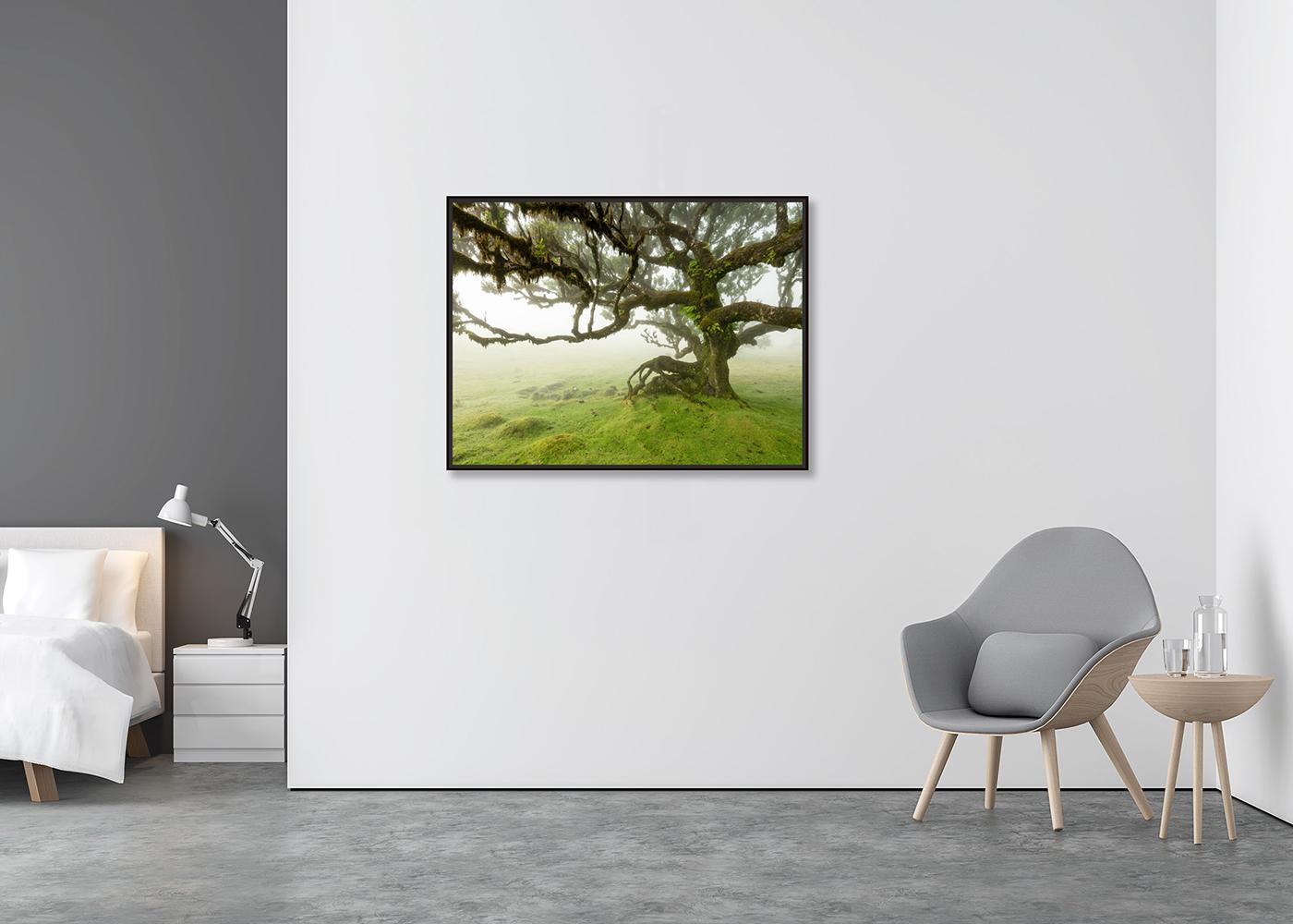 Laurel Forest, Mystik Baum, große Farbfotografie, Landschaft, limitierte Auflage (Zeitgenössisch), Photograph, von Gerald Berghammer