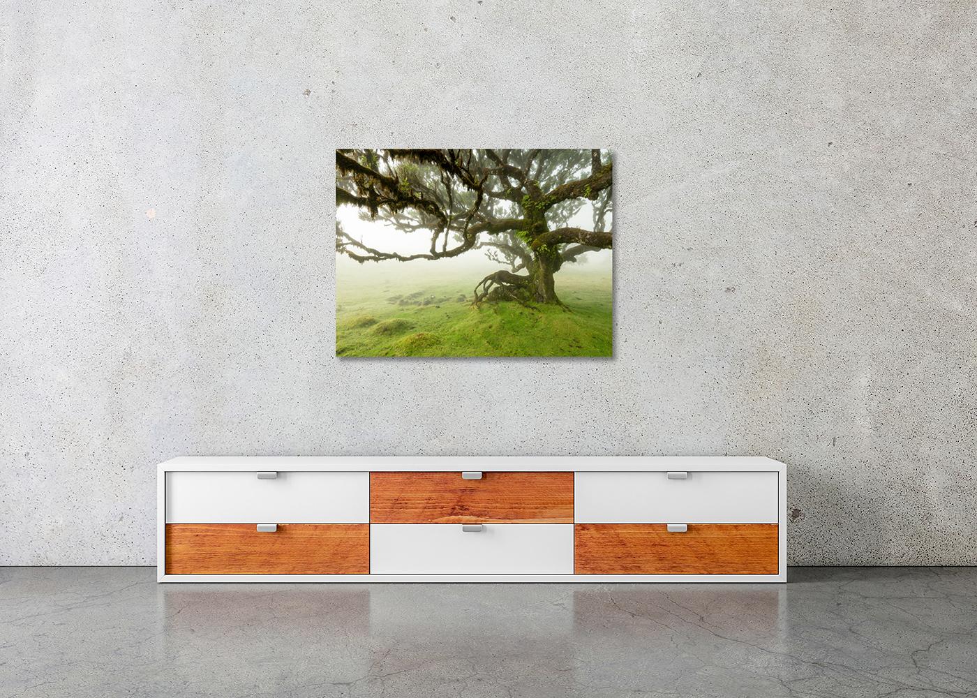 Laurel Forest, Mystik Baum, große Farbfotografie, Landschaft, limitierte Auflage im Angebot 1