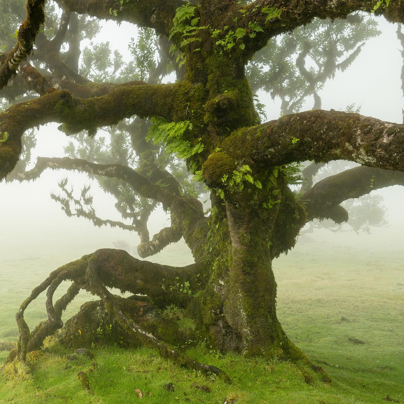 Laurel Forest, Mystik Baum, große Farbfotografie, Landschaft, limitierte Auflage im Angebot 4