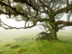 Foresta di alloro, albero mistico, fotografia a colori di grandi dimensioni, paesaggio, edizione limitata