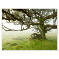 Madeira Laurel Forest – Mysterious Tree Colour Fine Art Photograph – Limited