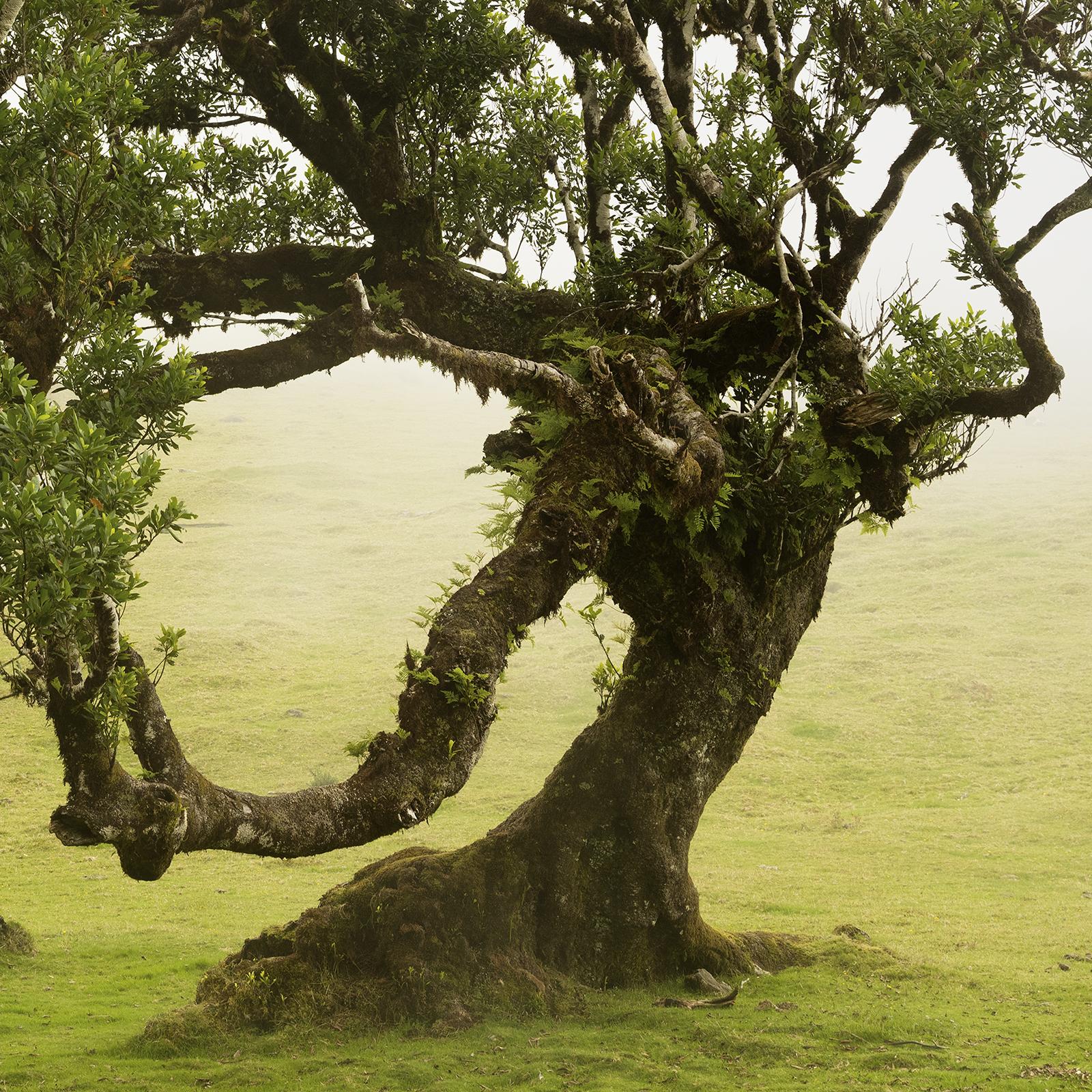 Bosco di allori, vecchio albero ricurvo, fotografia a colori, paesaggio, edizione limitata in vendita 5
