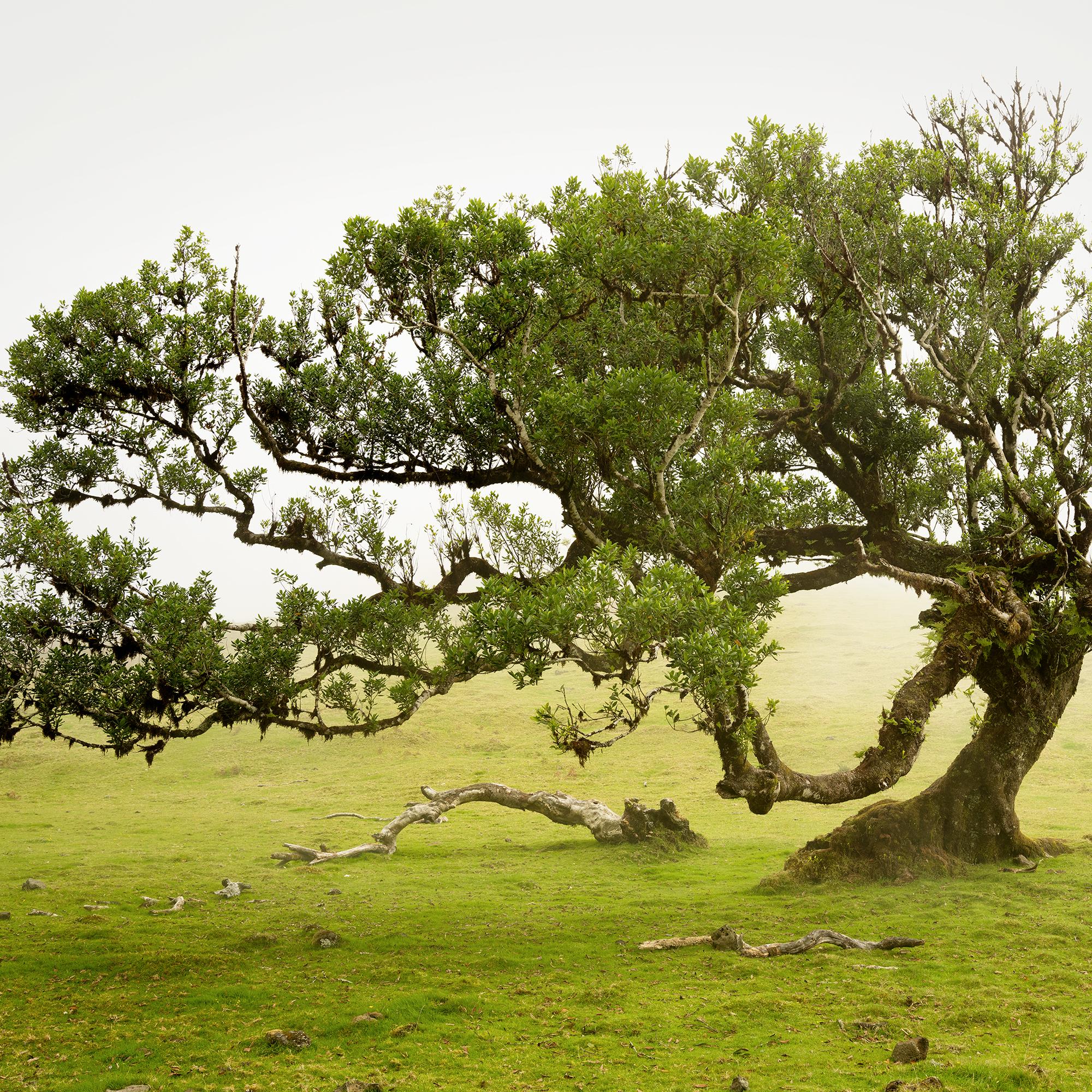 Laurel Forest, old bent Tree, color photography, landscape, limited edition For Sale 5