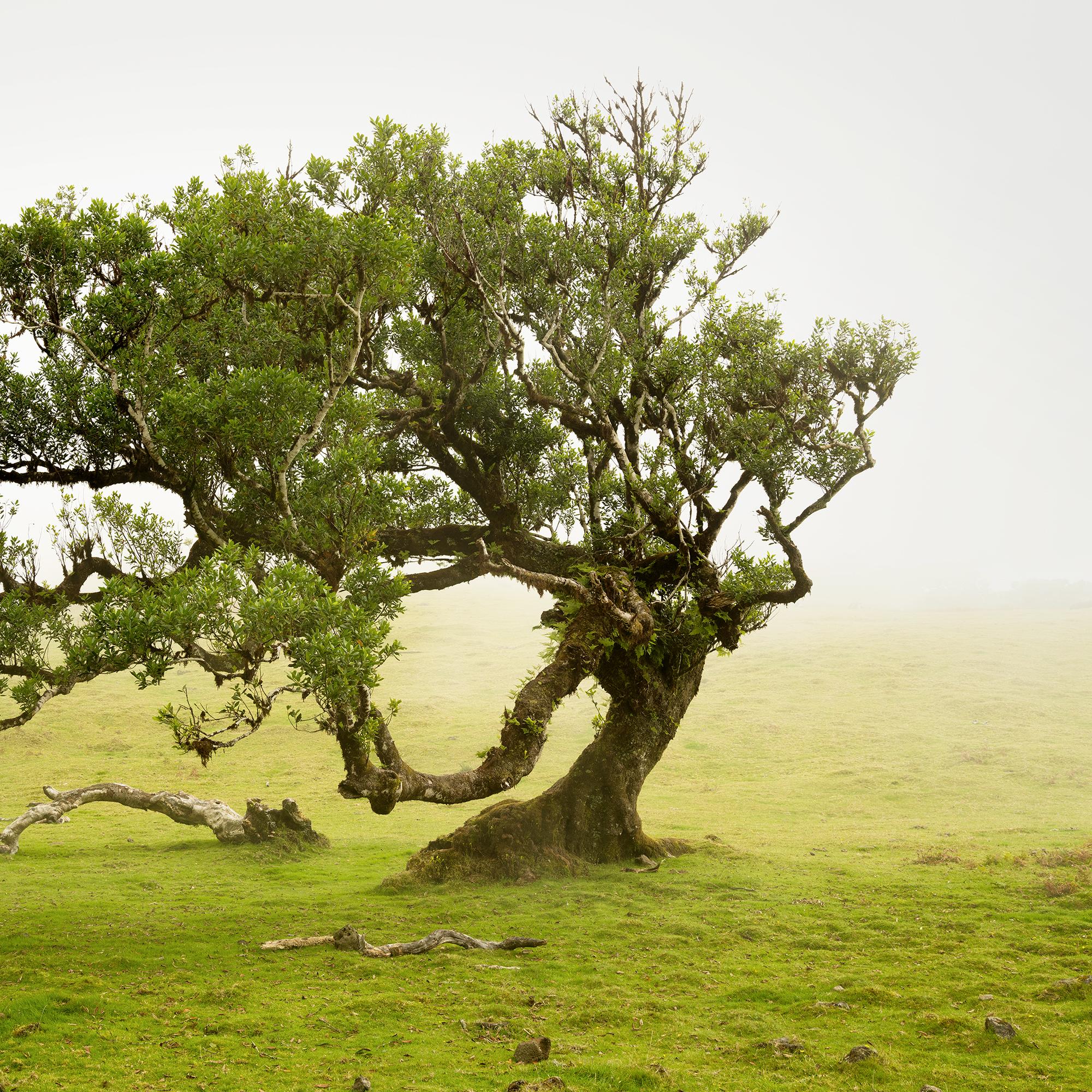 Laurel Forest, old bent Tree, color photography, landscape, limited edition For Sale 6