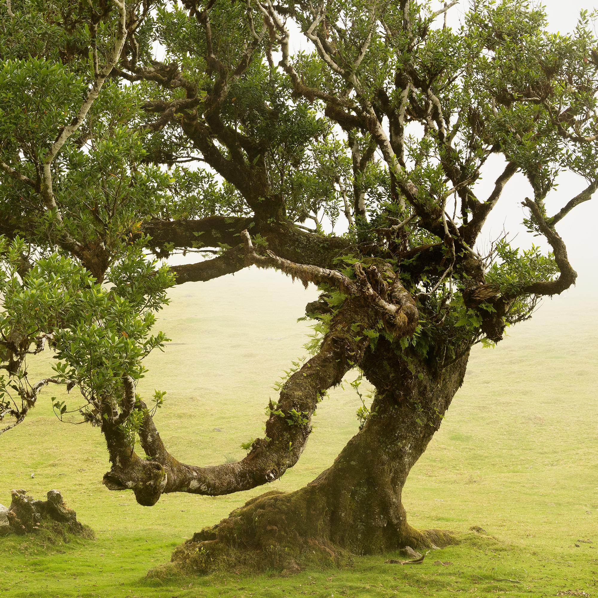 Laurel Forest, old bent Tree, color photography, landscape, limited edition For Sale 7