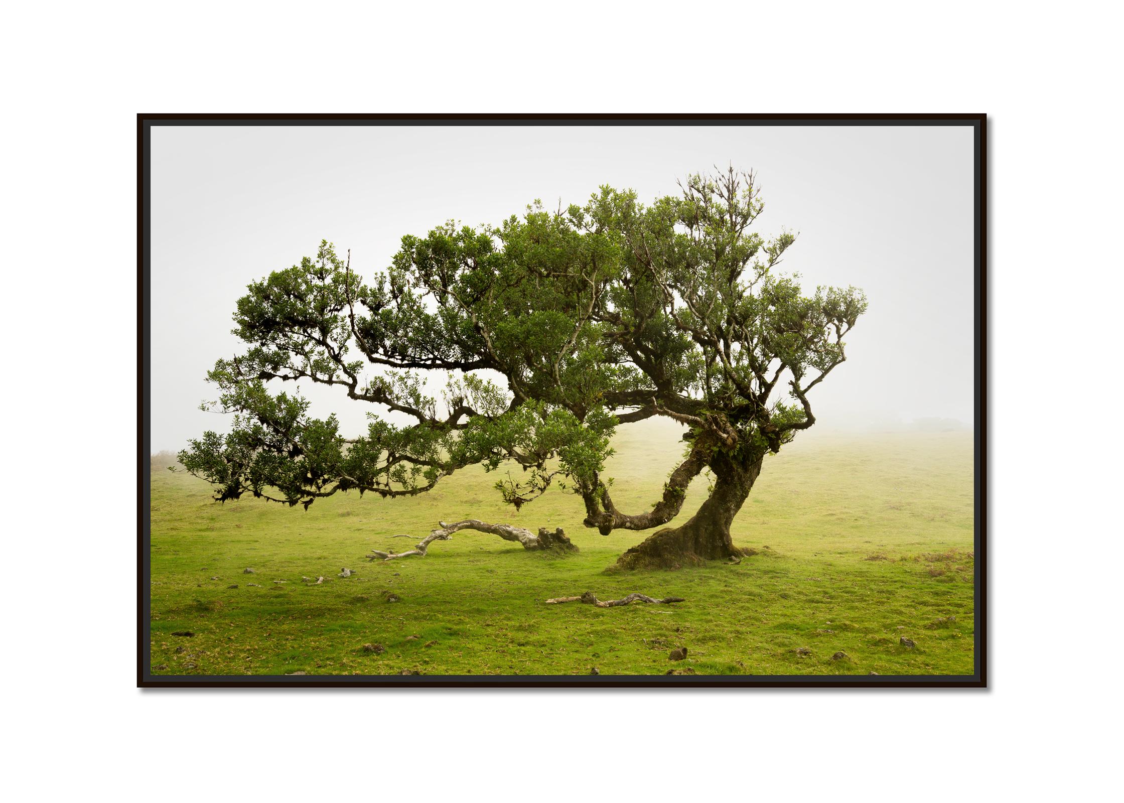 Bosco di allori, vecchio albero ricurvo, fotografia a colori, paesaggio, edizione limitata - Photograph di Gerald Berghammer