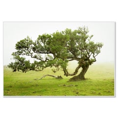 Bosque de Laureles, viejo Árbol doblado, fotografía en color, paisaje, edición limitada