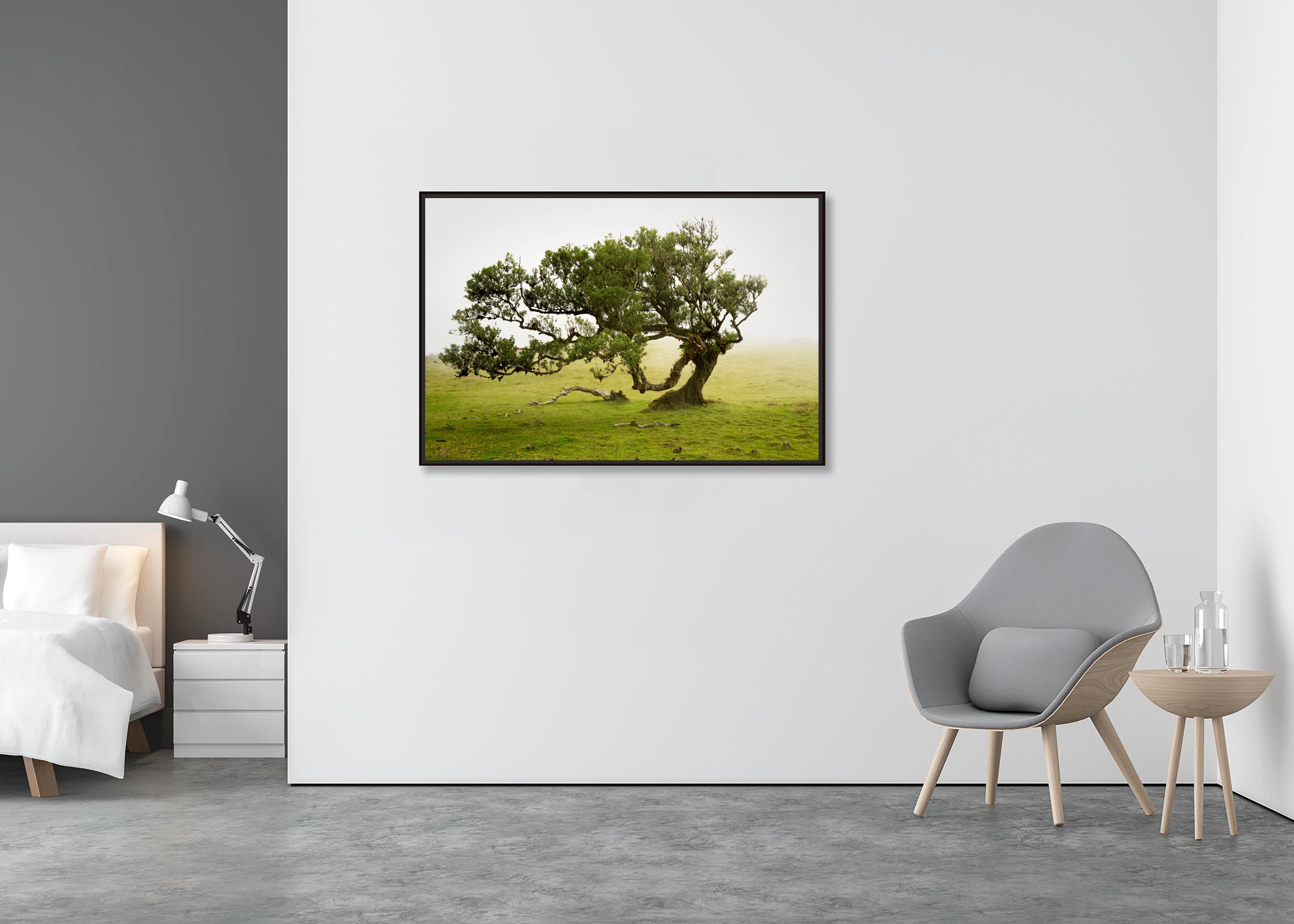 Bosco di allori, vecchio albero ricurvo, fotografia a colori, paesaggio, edizione limitata - Photograph Land di Gerald Berghammer