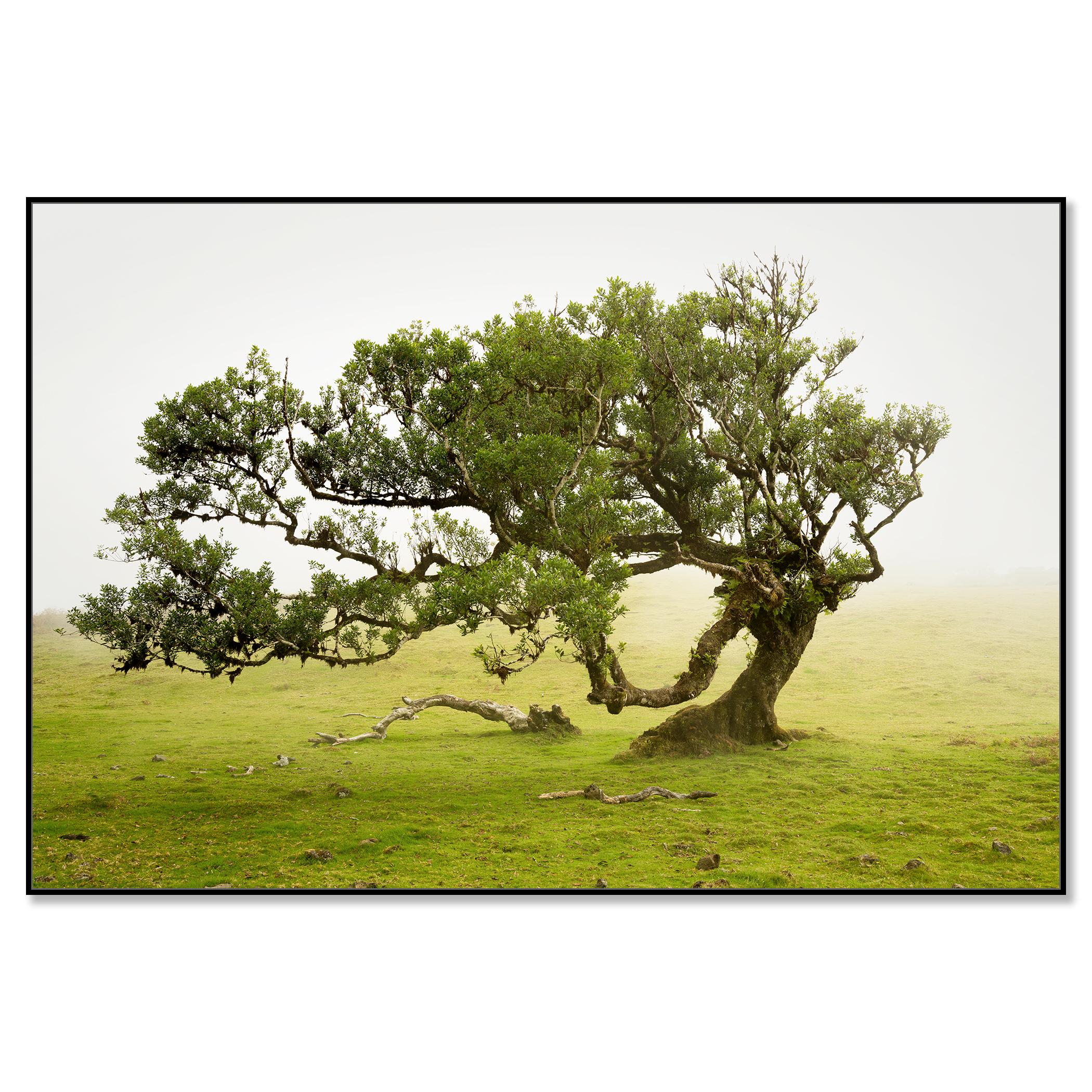Laurel Forest, old bent Tree, color photography, landscape, limited edition - Land Photograph by Gerald Berghammer
