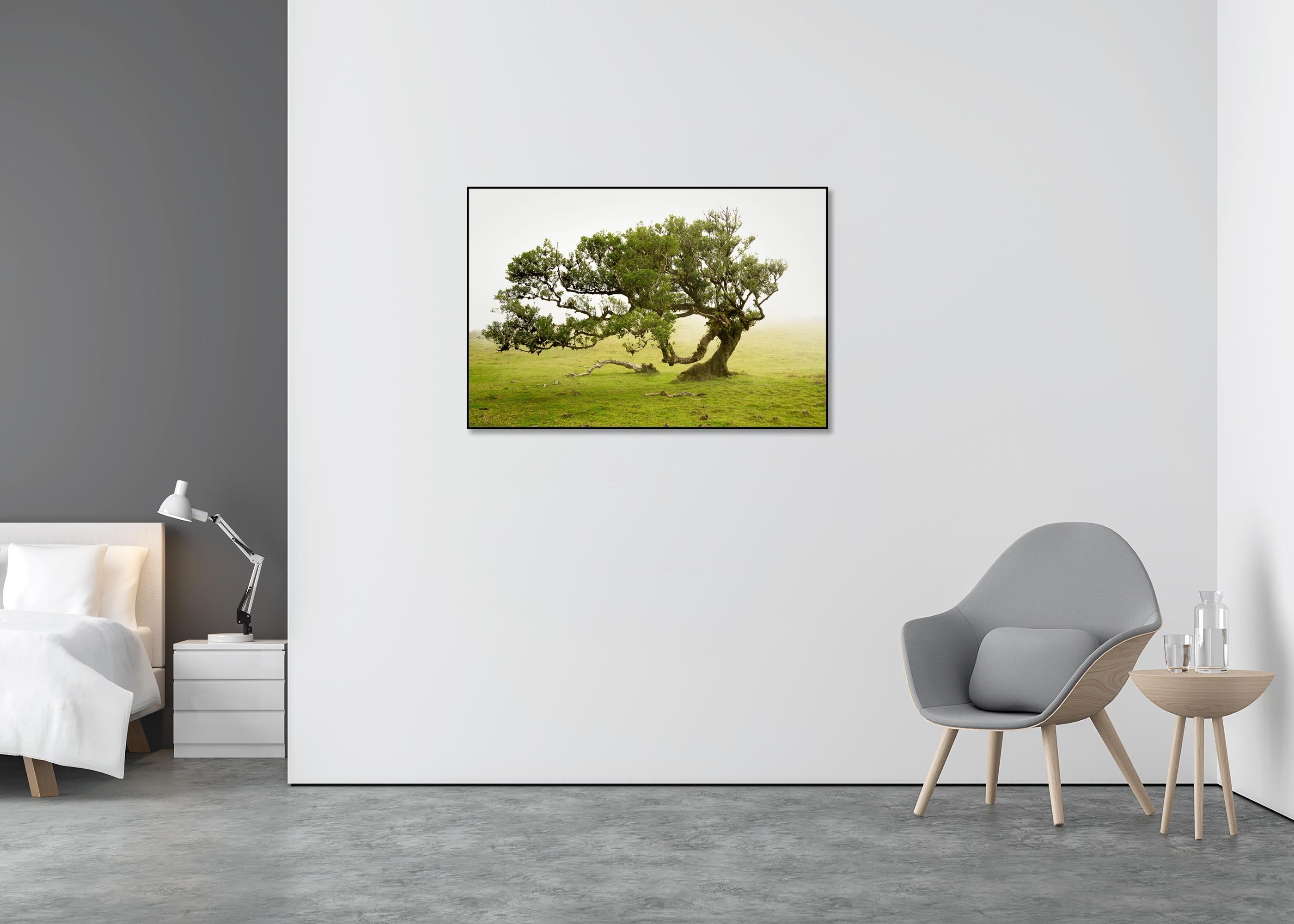 Laurel Forest, old bent Tree, color photography, landscape, limited edition - Beige Landscape Photograph by Gerald Berghammer