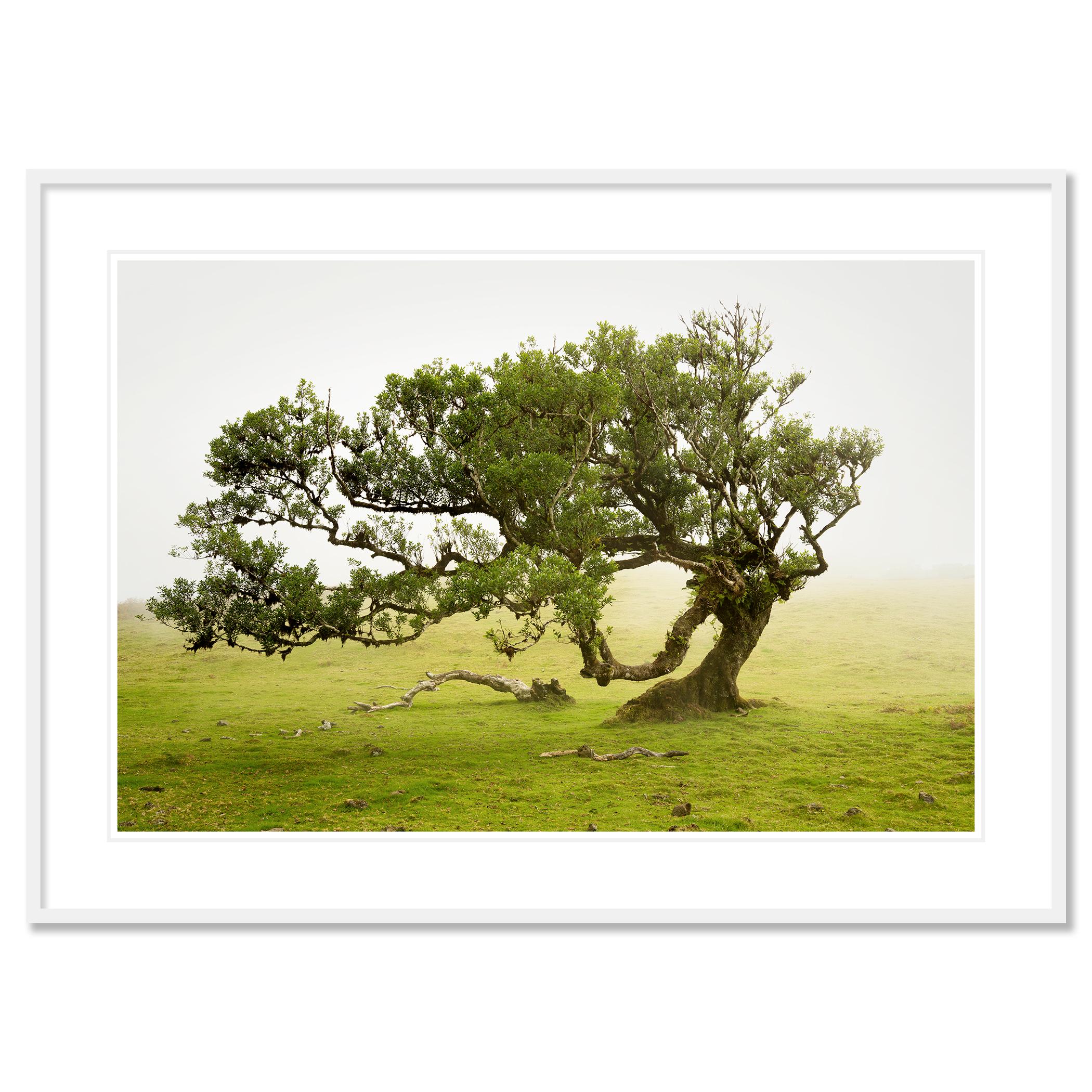 Laurel Forest Study 1, Portugal - no. 21247 - Color fine art landscape photography. 
Archival pigment ink print as part of a limited edition of 8. All Gerald Berghammer prints are made to order in limited editions on Hahnemuehle Photo Rag Baryta.
