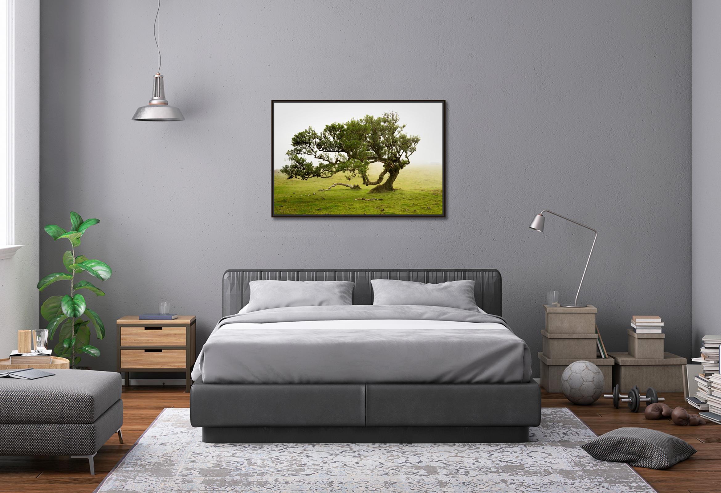 Bosco di allori, vecchio albero ricurvo, fotografia a colori, paesaggio, edizione limitata in vendita 1