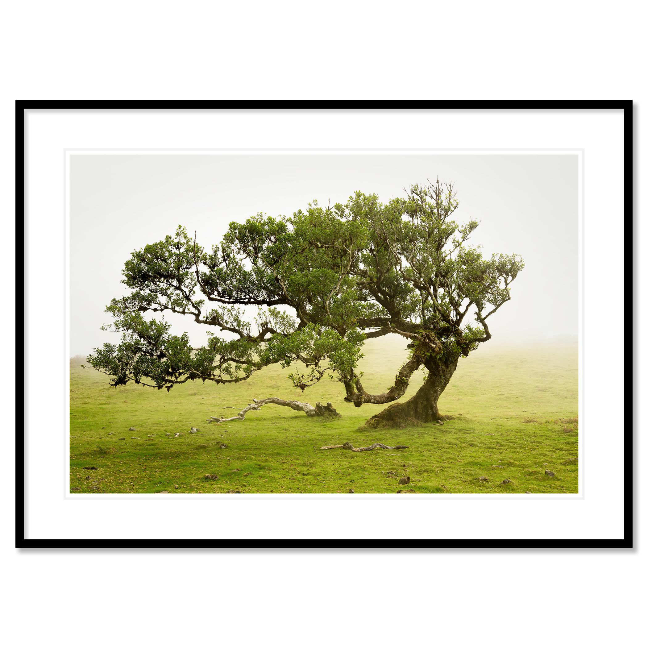 Laurel Forest, old bent Tree, color photography, landscape, limited edition For Sale 1