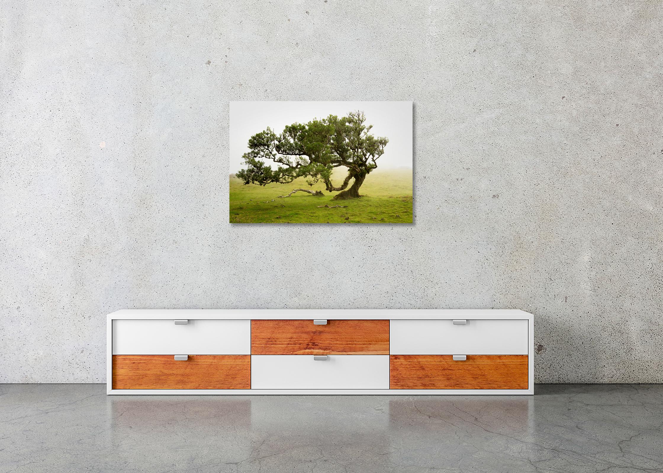 Bosco di allori, vecchio albero ricurvo, fotografia a colori, paesaggio, edizione limitata in vendita 2