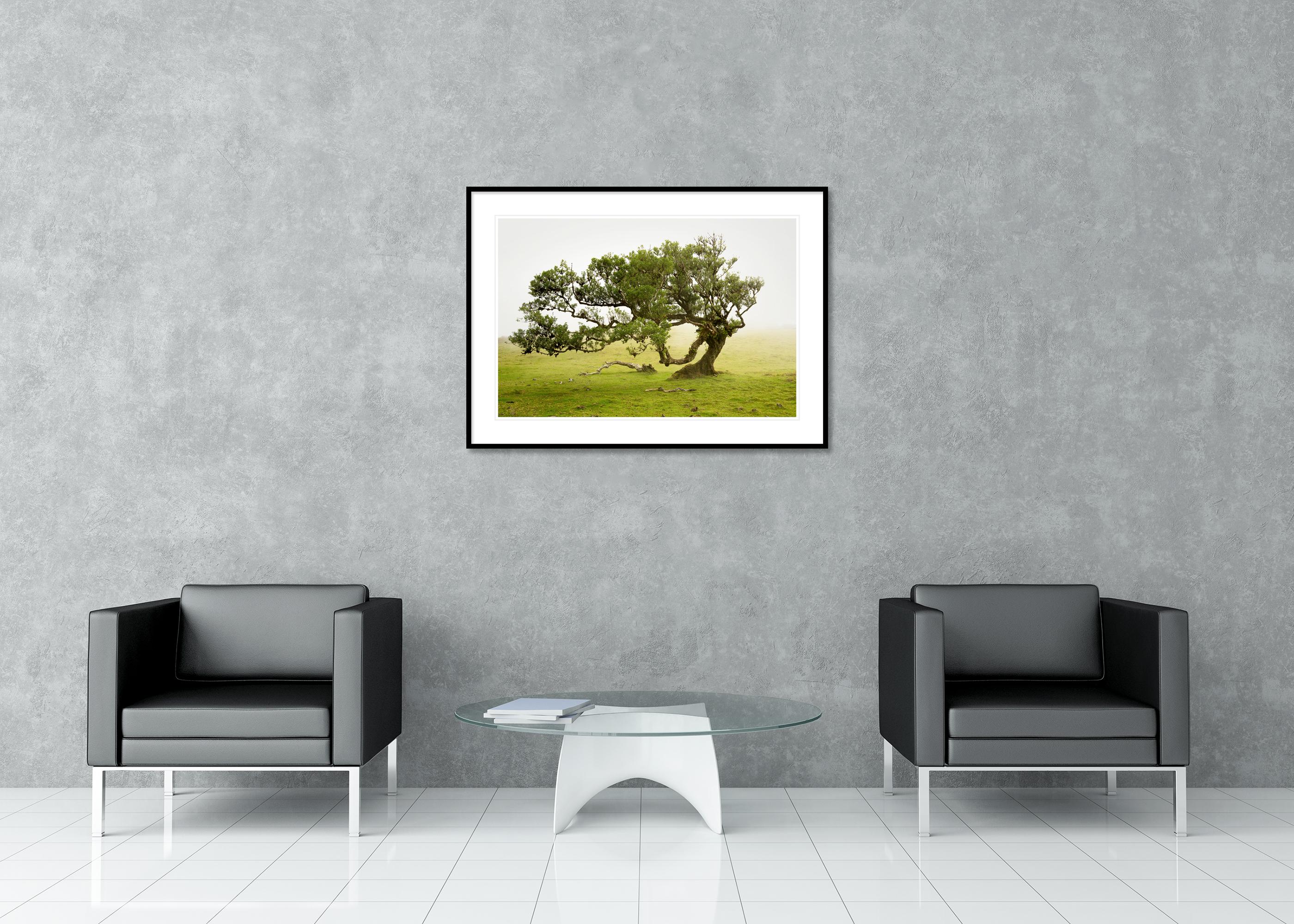 Laurel Forest, old bent Tree, color photography, landscape, limited edition For Sale 2