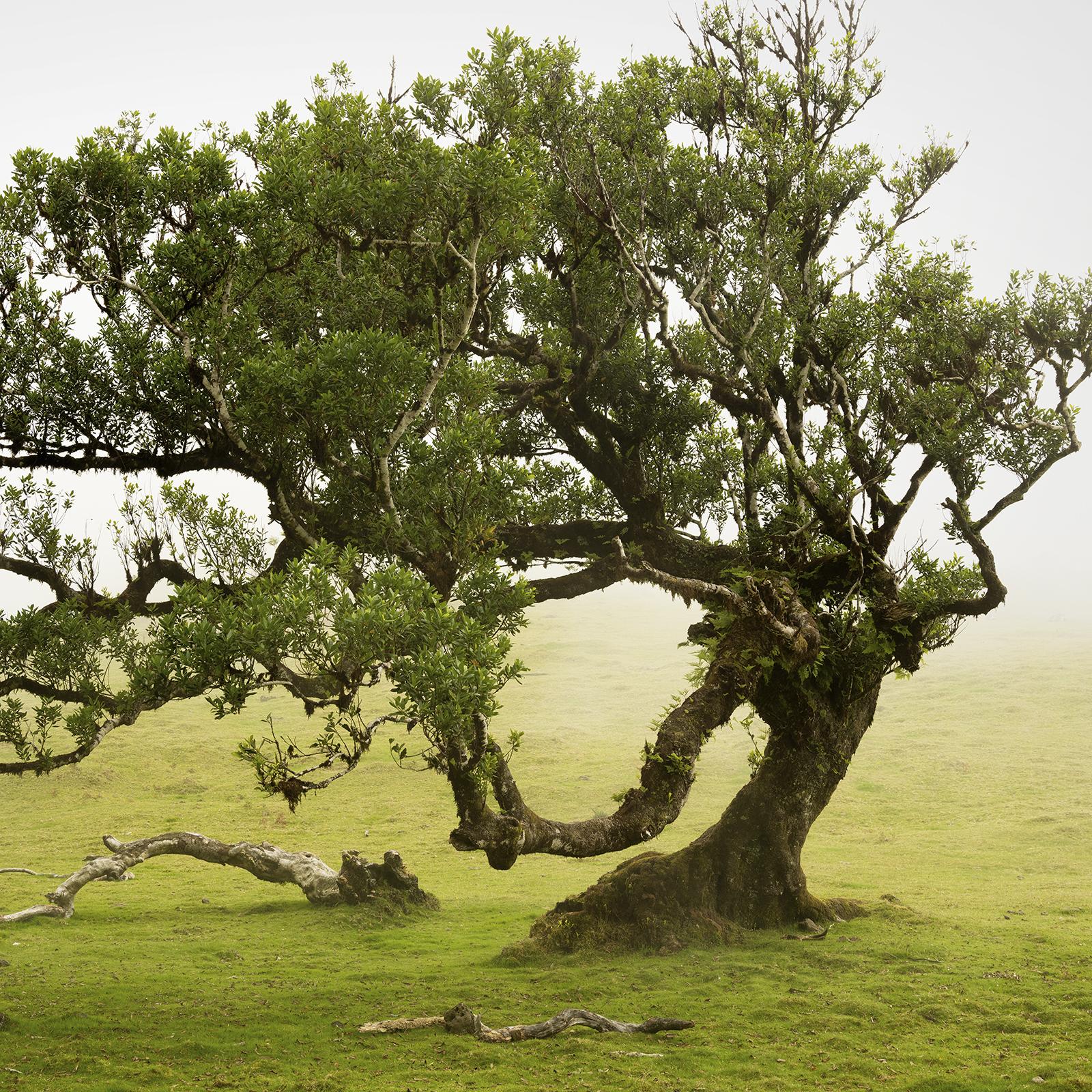 Bosco di allori, vecchio albero ricurvo, fotografia a colori, paesaggio, edizione limitata in vendita 3