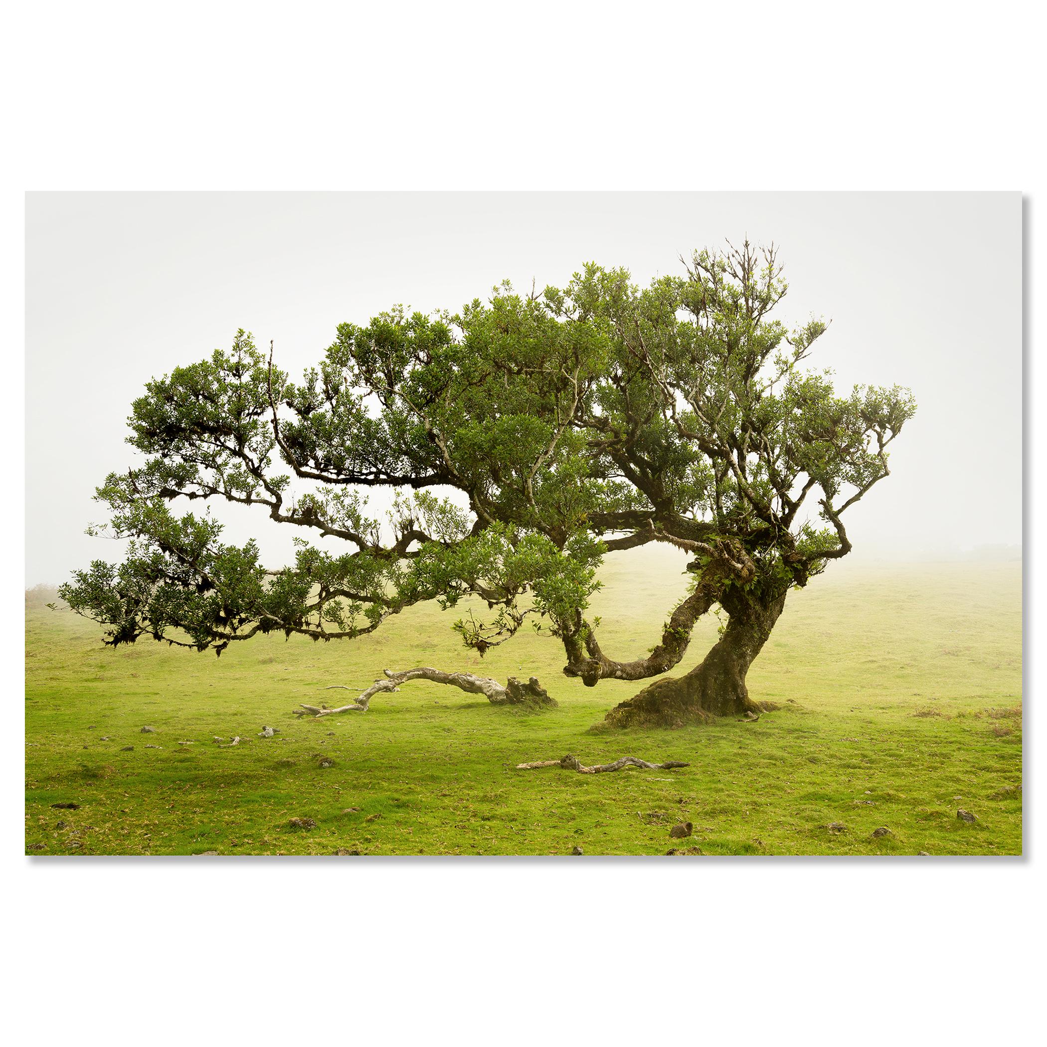 Laurel Forest, old bent Tree, color photography, landscape, limited edition For Sale 3