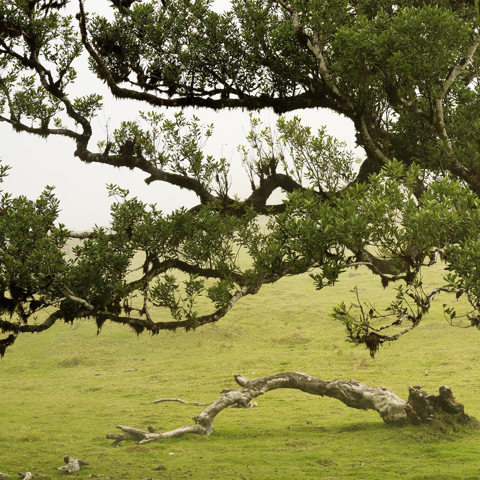 Bosco di allori, vecchio albero ricurvo, fotografia a colori, paesaggio, edizione limitata in vendita 4