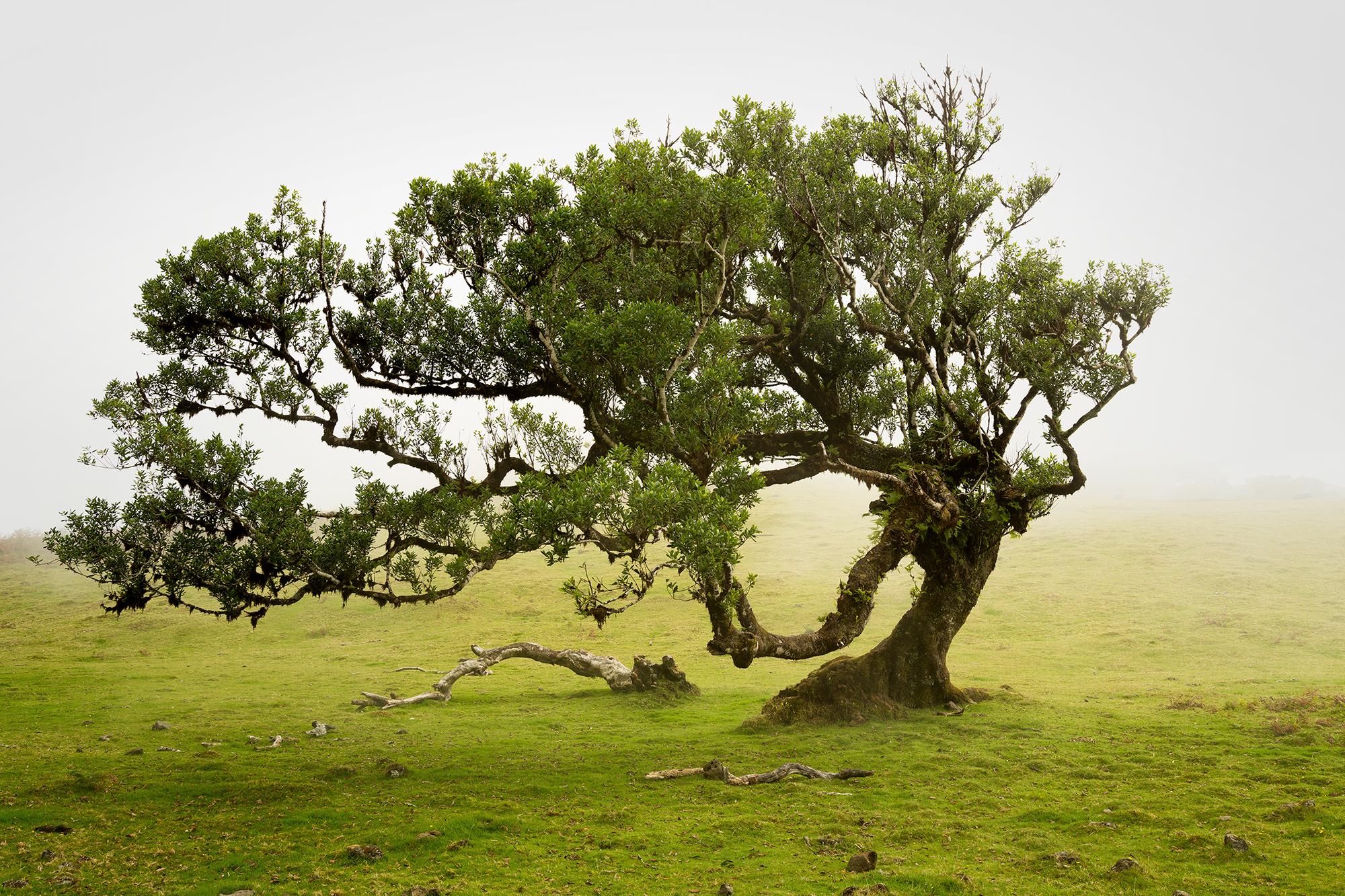 Bosco di allori, vecchio albero ricurvo, fotografia a colori, paesaggio, edizione limitata
