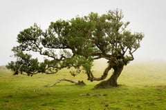 Bosque de Laureles, viejo Árbol doblado, fotografía en color, paisaje, edición limitada