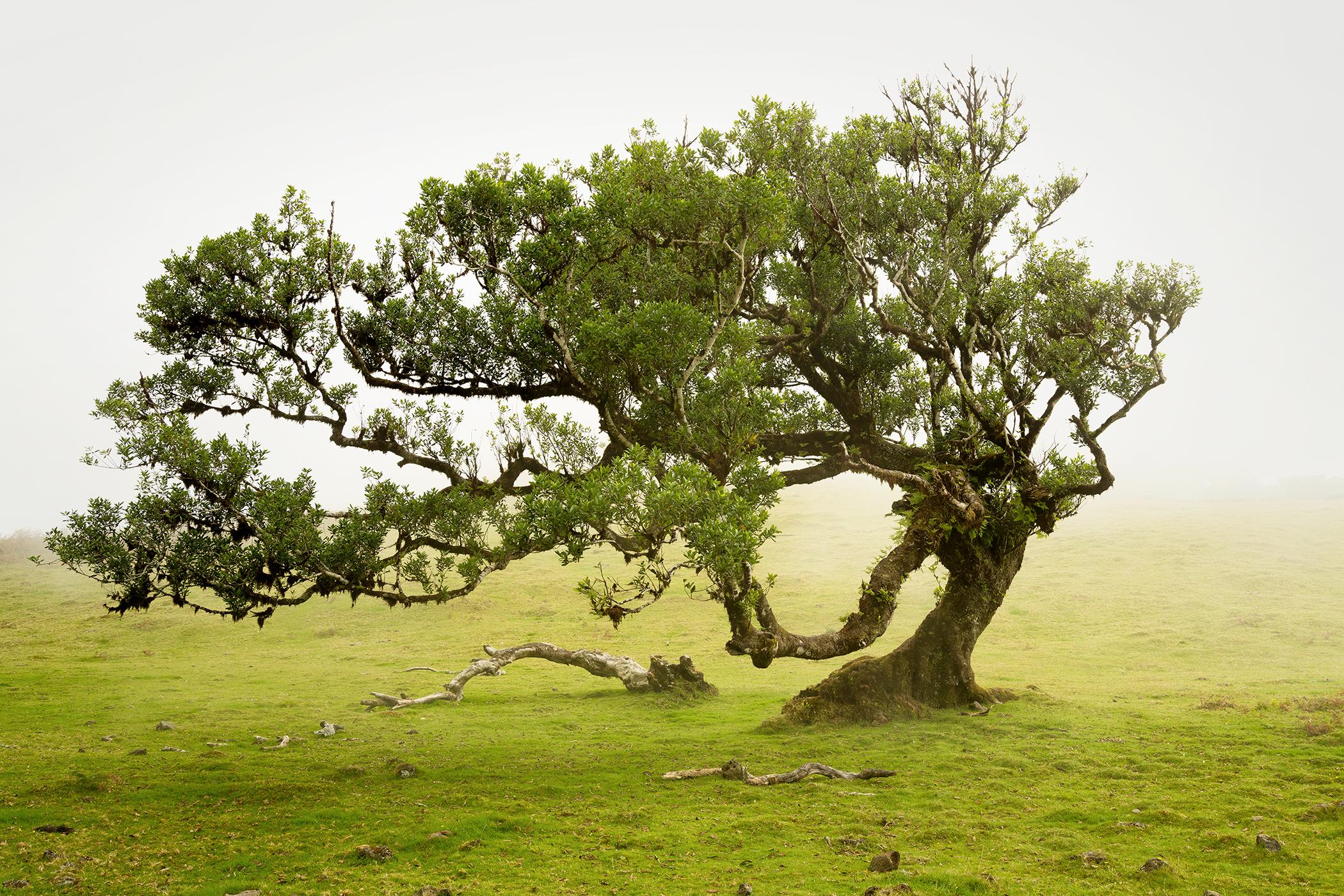Forest de Laurel, vieux arbre courbé, photographie en couleur, paysage, édition limitée