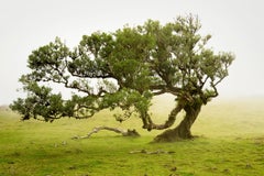 Laurel Forest, alter gebogener Baum, Farbfotografie, Landschaft, limitierte Auflage